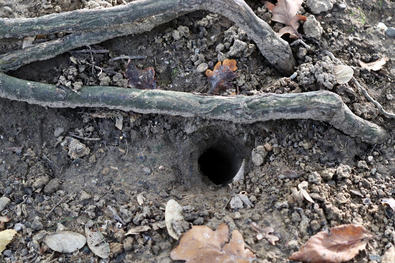 Canon EOS 800D (EOS Rebel T7i / EOS Kiss X9i) sample photo. Mouse hole, mouse-hole, forest photography