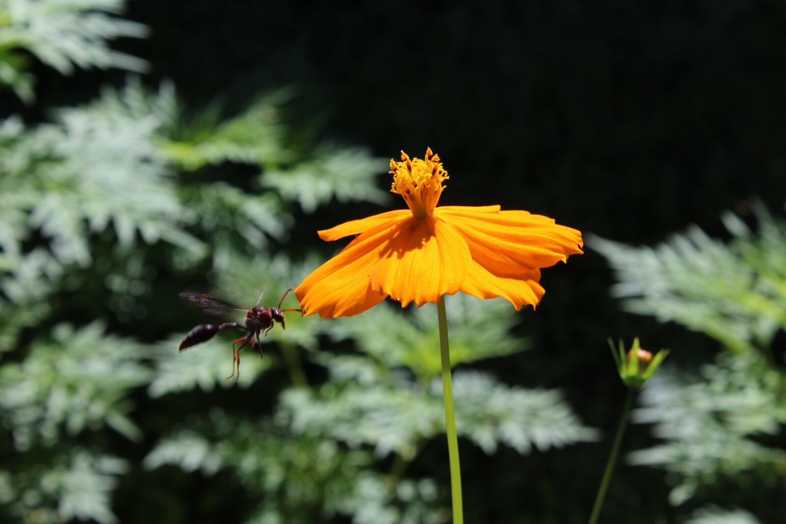 Canon EOS 1200D (EOS Rebel T5 / EOS Kiss X70 / EOS Hi) sample photo. Gardening, flower, nature photography