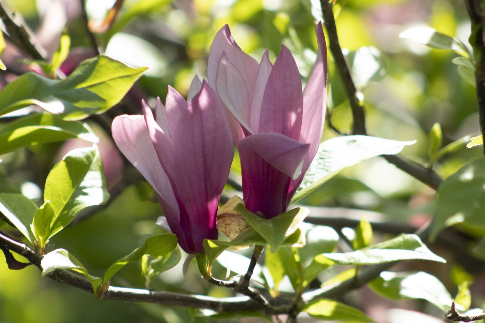Canon EF75-300mm f/4-5.6 sample photo. Magnolia, shrub, flower photography