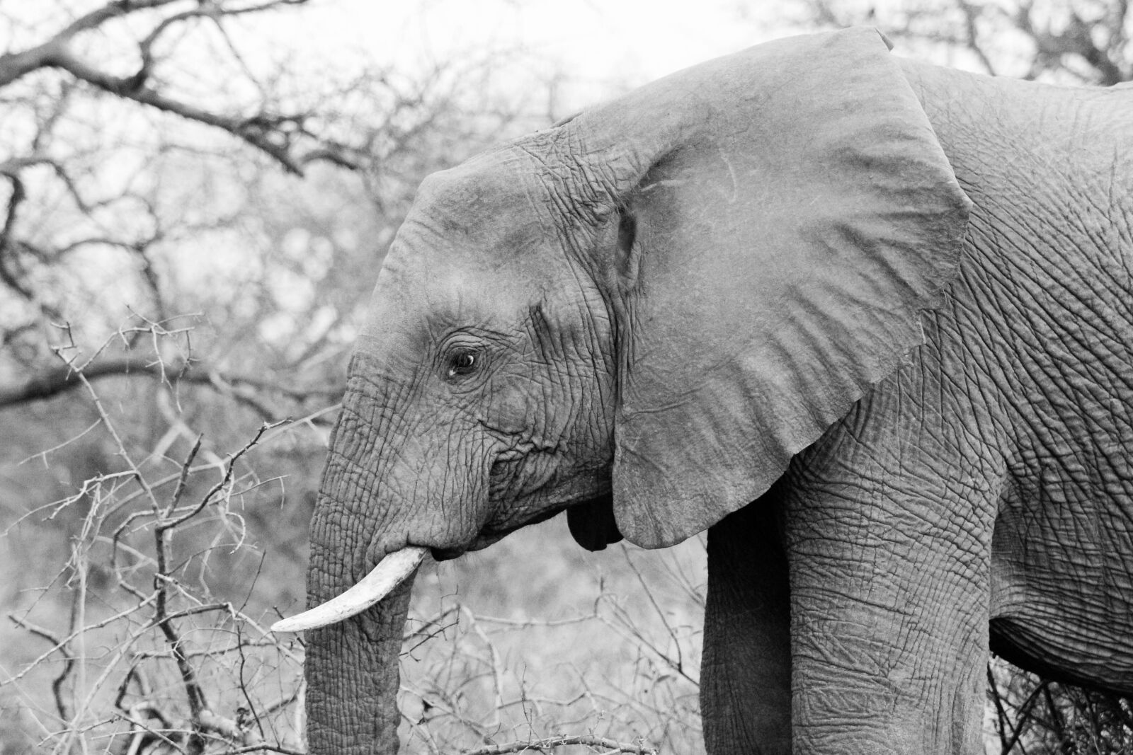 Canon EF 70-200mm F2.8L USM sample photo. Elephant, pachyderm, wildlife photography
