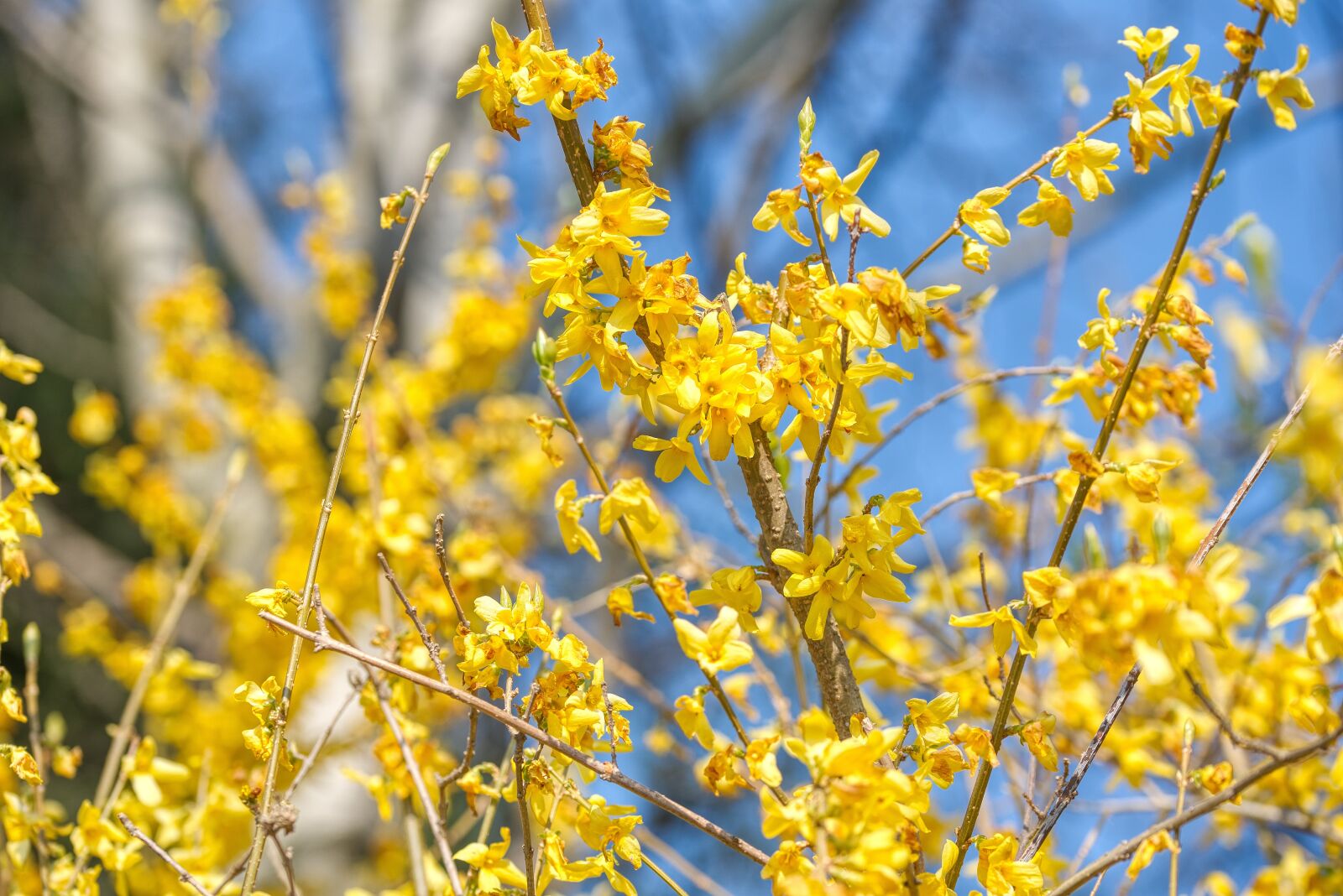 Nikon D750 sample photo. Laburnum, bloom, ornamental shrub photography