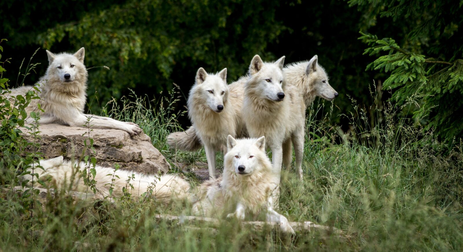 Canon EOS 600D (Rebel EOS T3i / EOS Kiss X5) sample photo. Wolves, park, wolf photography