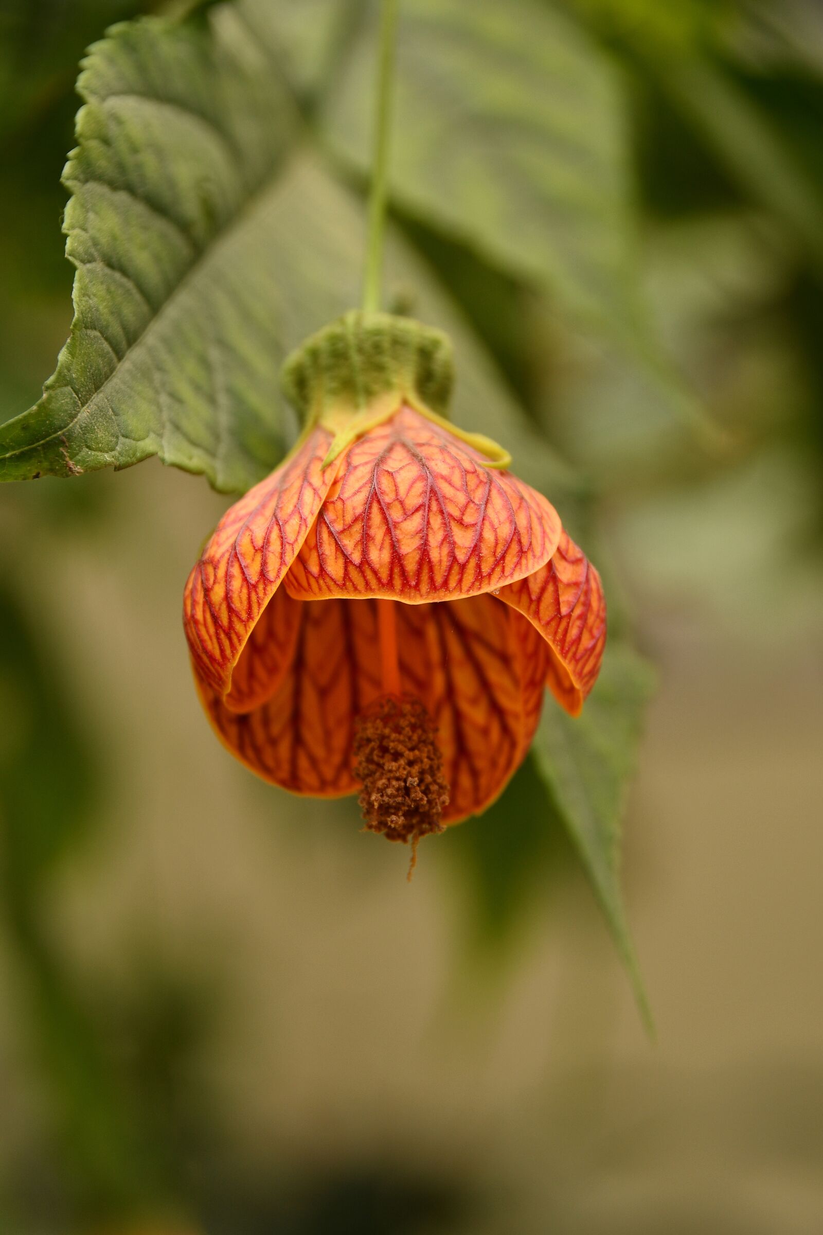 Nikon D500 sample photo. Flower, blossom, bloom photography