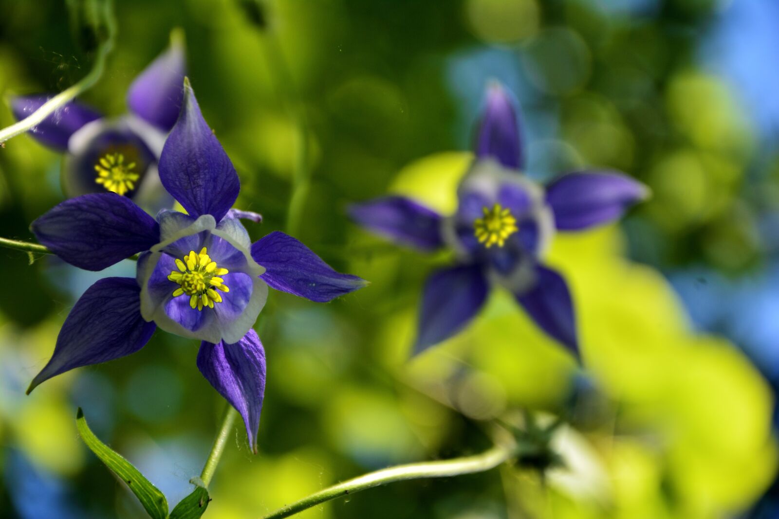 Nikon D7100 sample photo. Flower, purple, plant photography