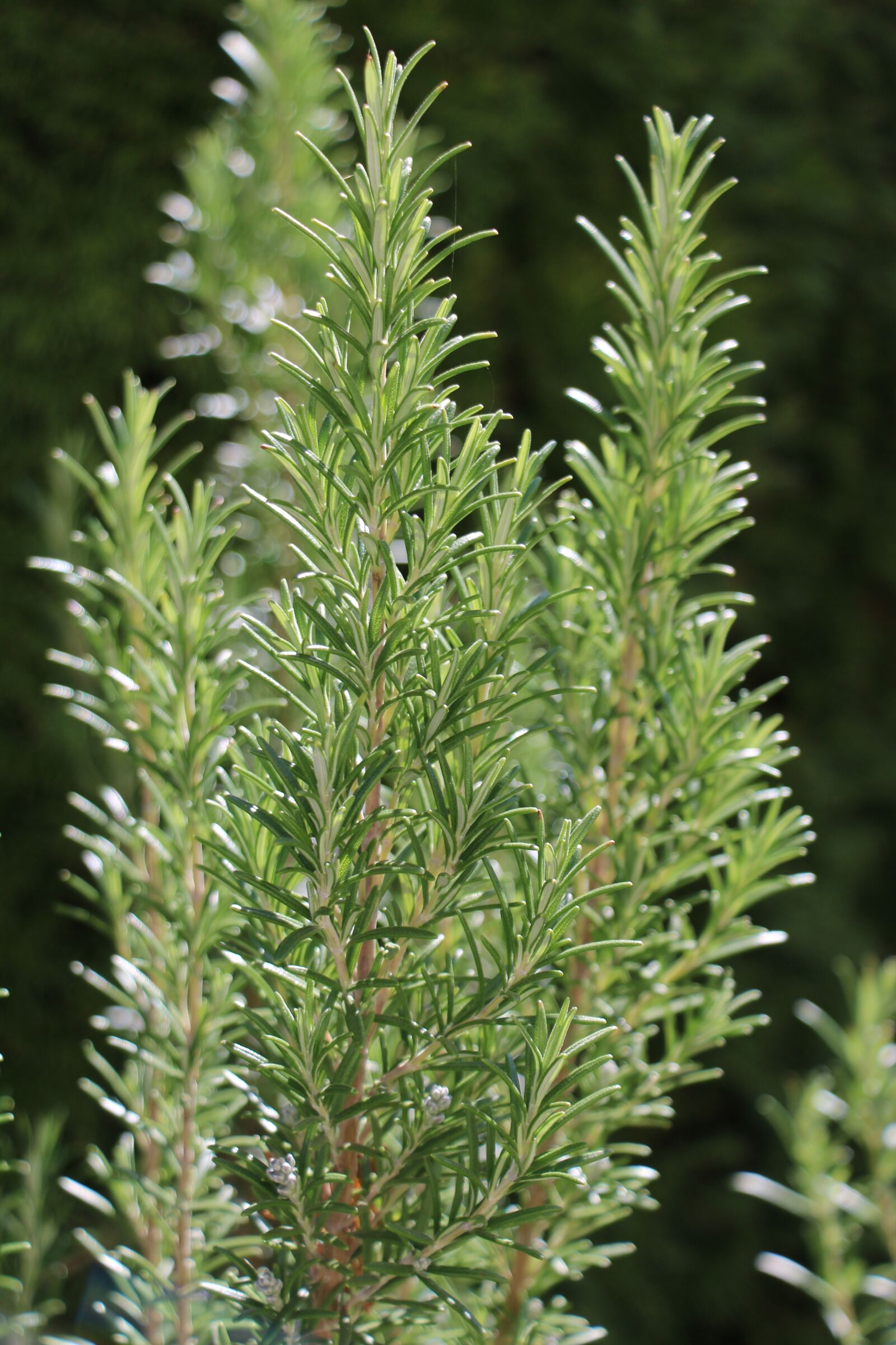 Canon EOS 2000D (EOS Rebel T7 / EOS Kiss X90 / EOS 1500D) sample photo. Rosemary, garden, herbs photography