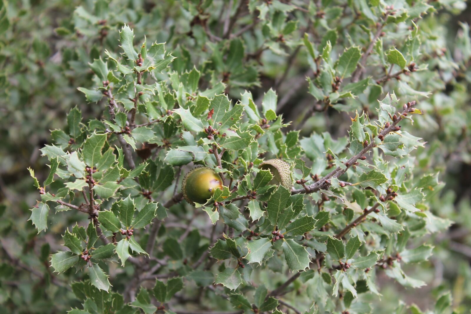 Canon EOS 1100D (EOS Rebel T3 / EOS Kiss X50) sample photo. Oak, oak tree, tree photography