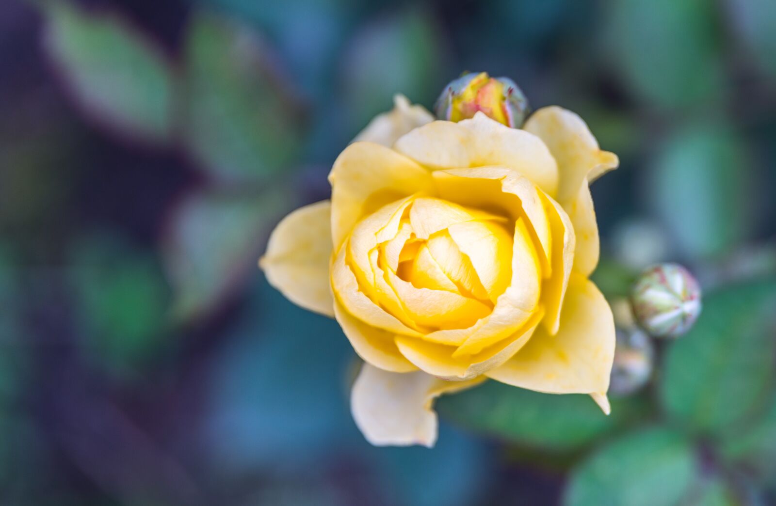 Sony a7R II + Canon EF 24-70mm F2.8L II USM sample photo. Flower, rose, plant photography