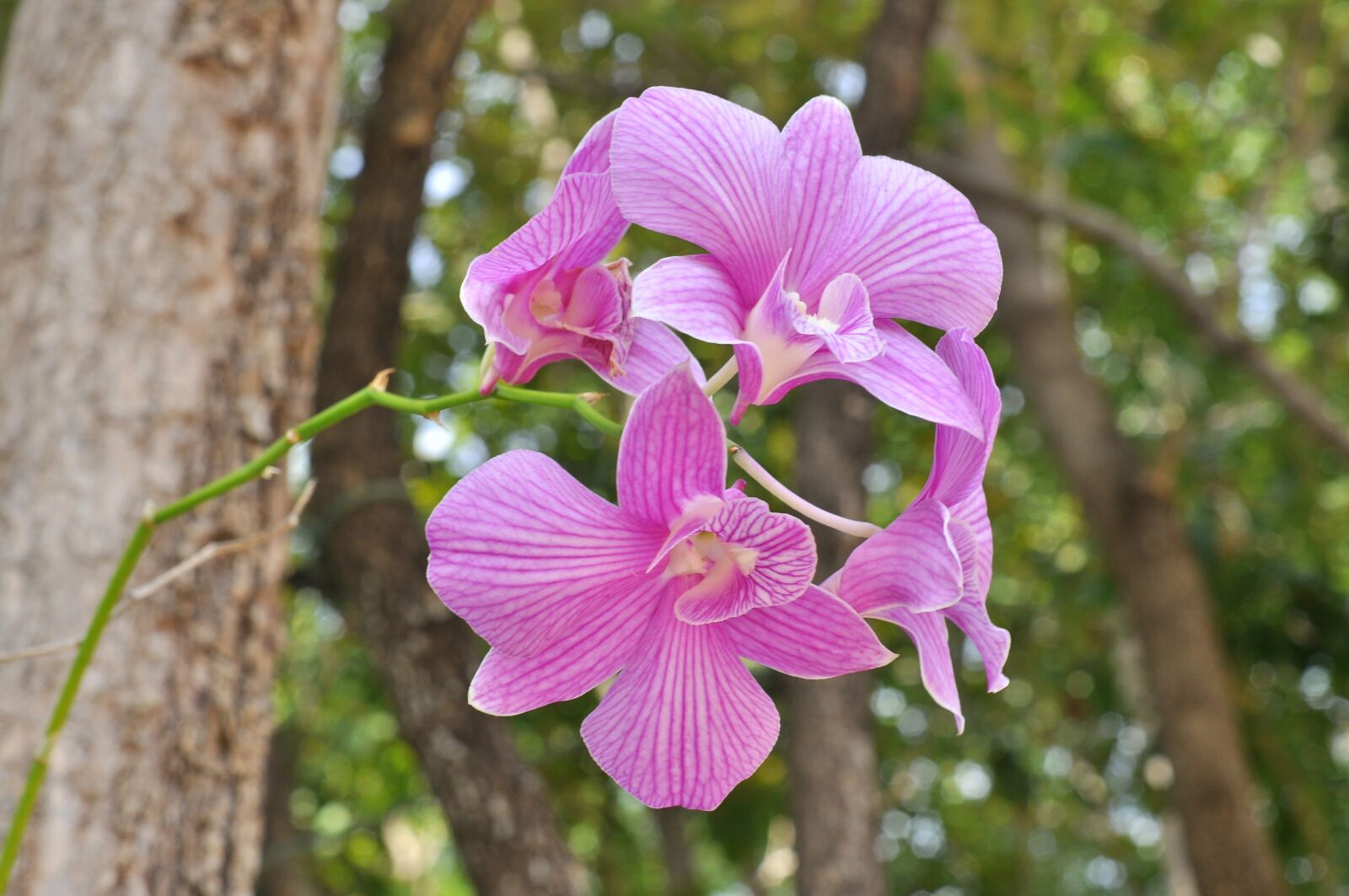 Nikon D5000 sample photo. Orchid, flowers, nature photography