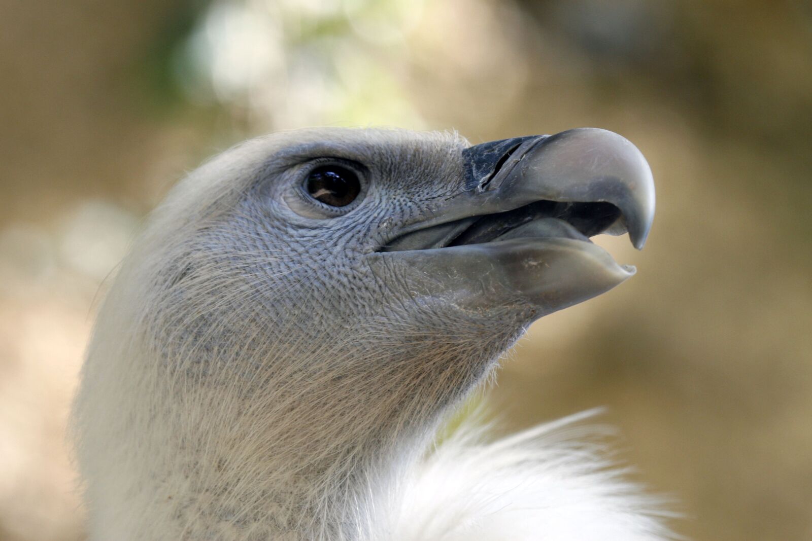 Canon EOS 30D sample photo. Fauna, bird, nature photography