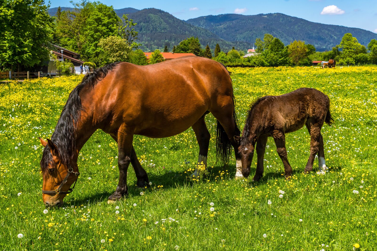 Canon EOS 1300D (EOS Rebel T6 / EOS Kiss X80) sample photo. Horse, brown, foal photography