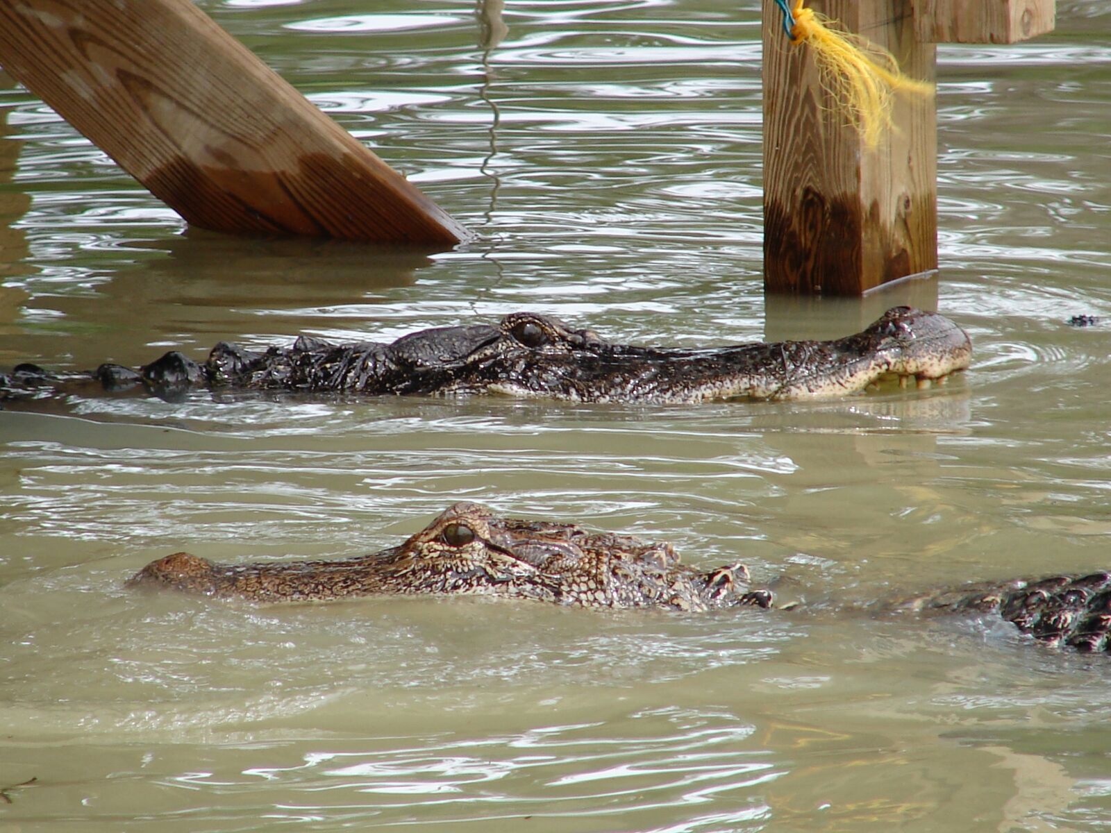 Sony DSC-H1 sample photo. Gator, alligator, danger photography