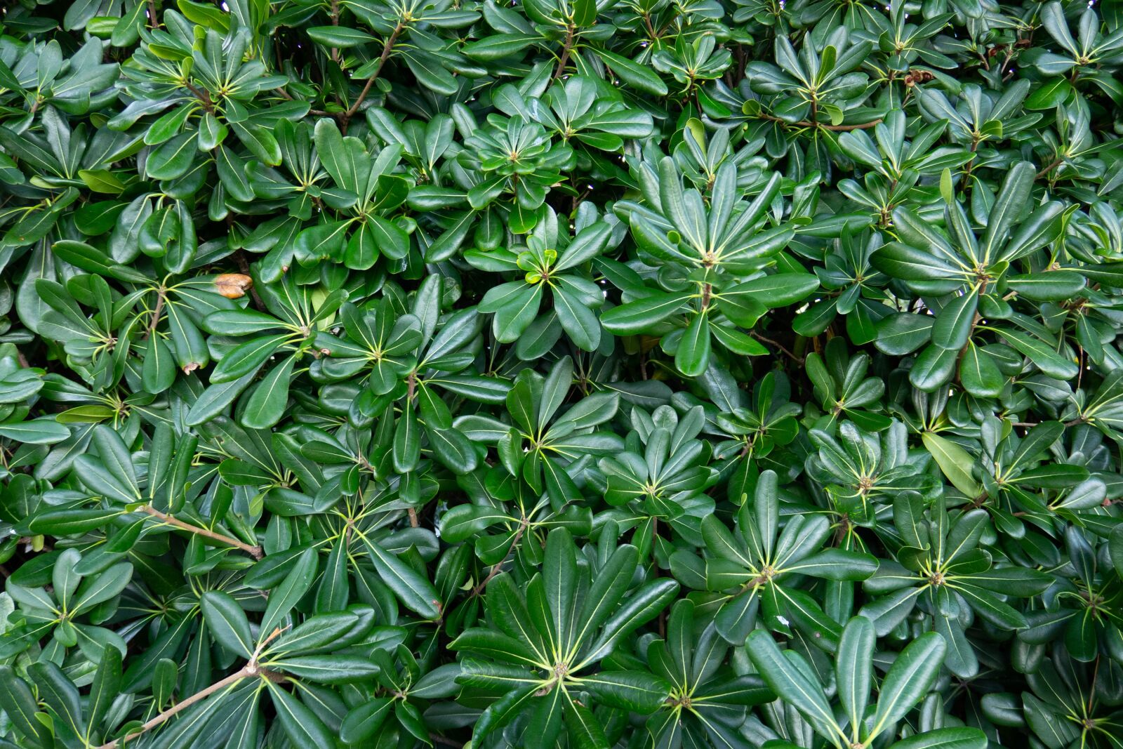 Canon PowerShot G3 X sample photo. Nature, ornamental shrub, wallpaper photography