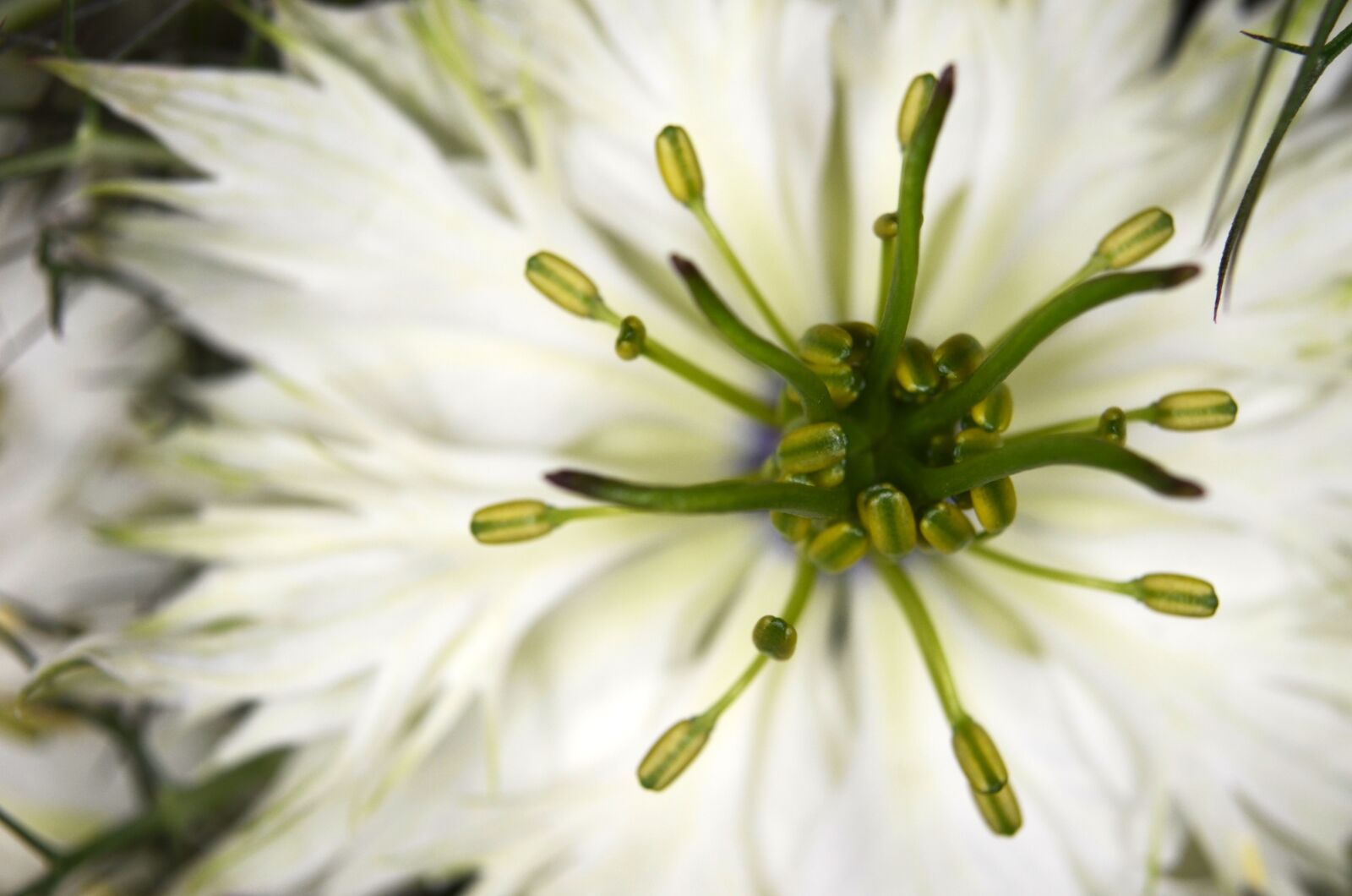 Nikon D5100 sample photo. Virgin in the green photography