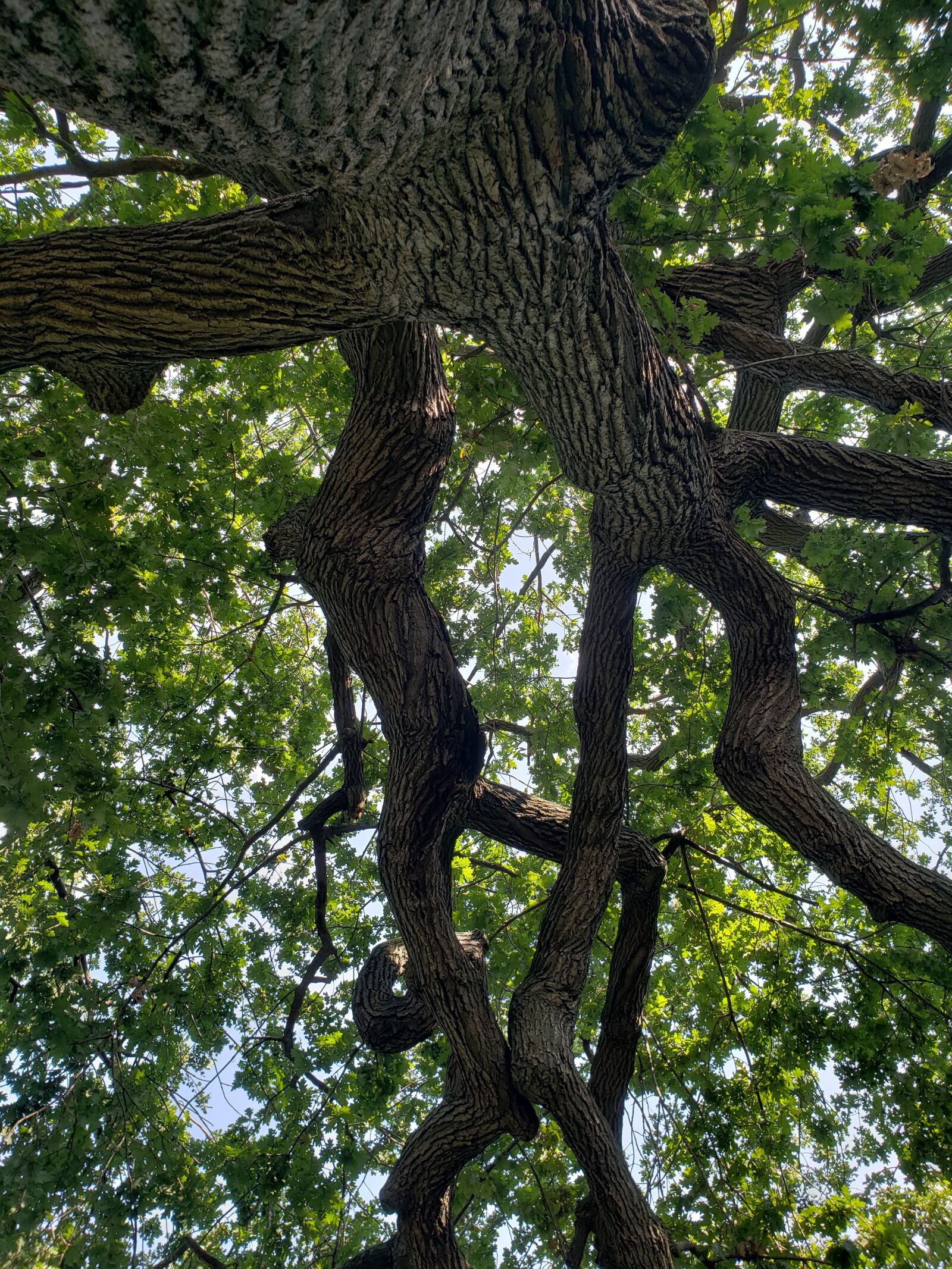 Samsung Galaxy S9 sample photo. Tree, nature, green photography
