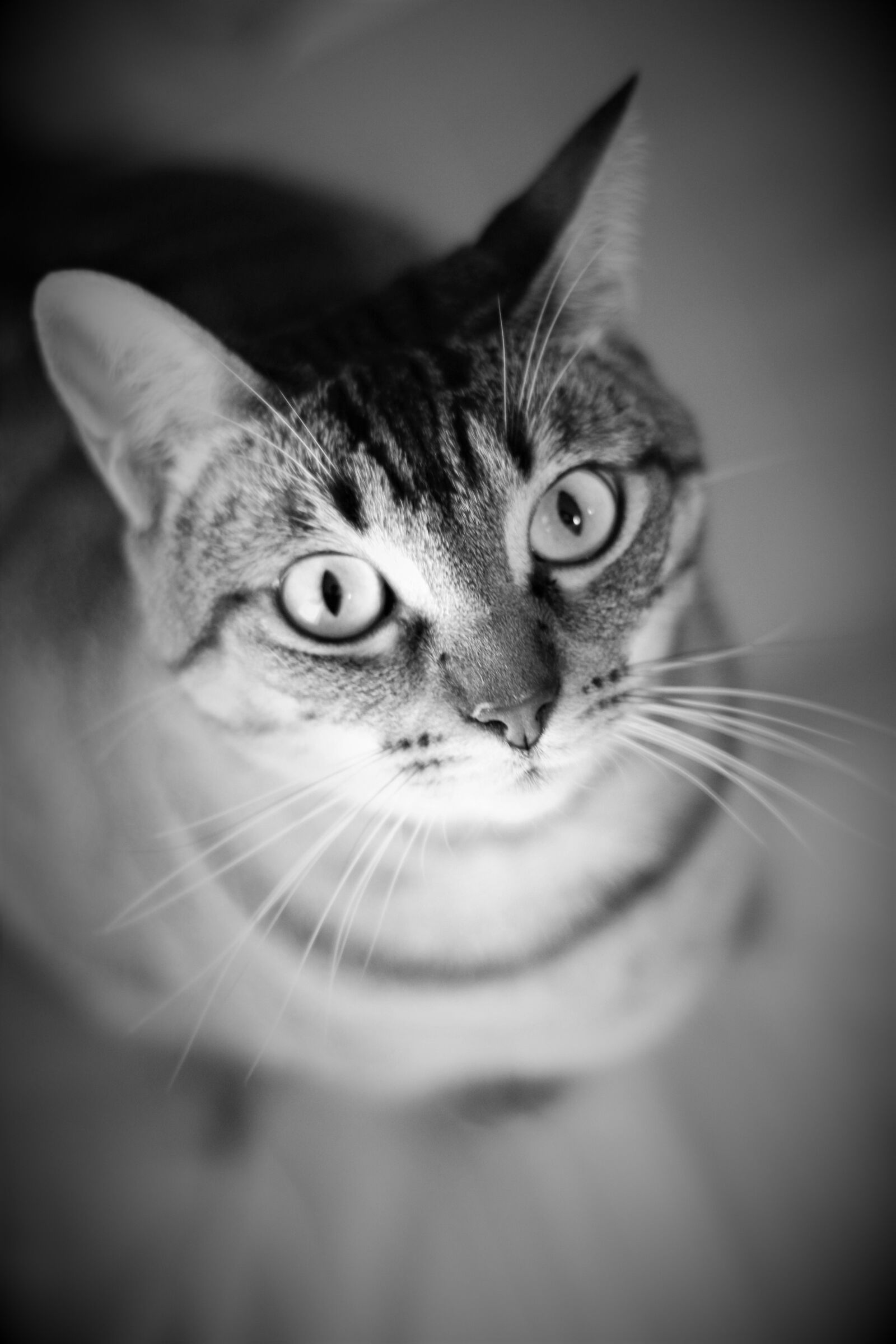 Canon EOS 600D (Rebel EOS T3i / EOS Kiss X5) + Canon EF 50mm F1.8 II sample photo. Gata, eyes, animals photography