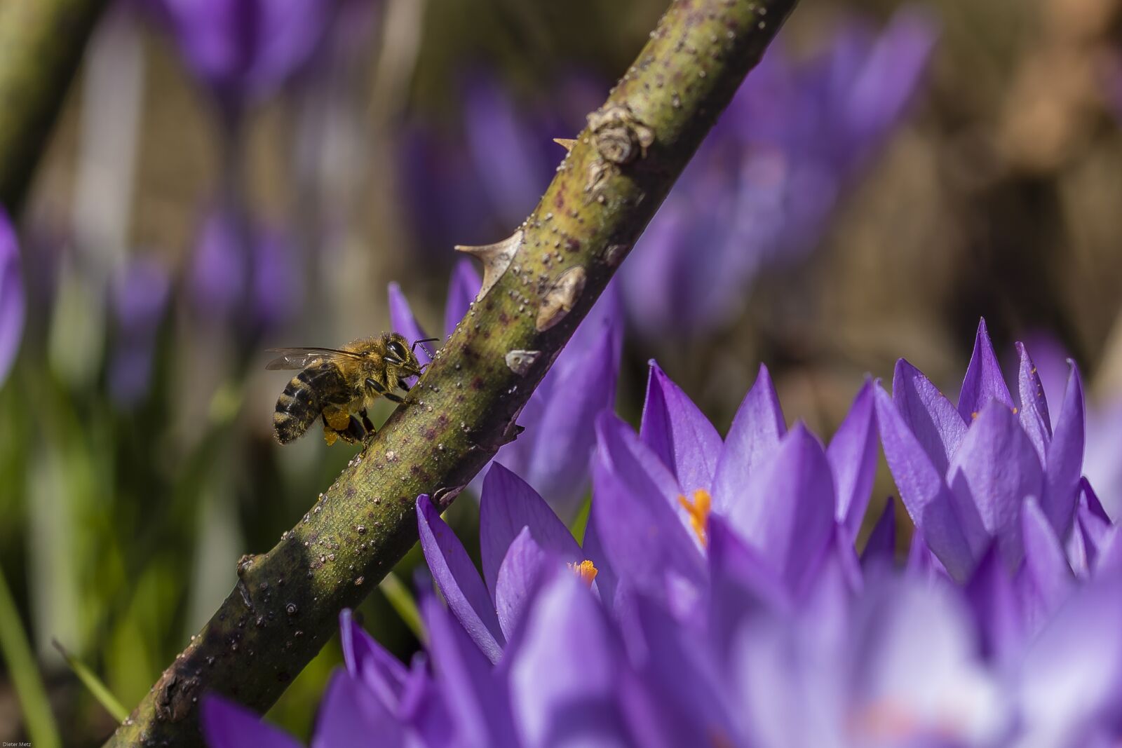 Canon EOS 7D Mark II sample photo. Crocus, bee, insect photography