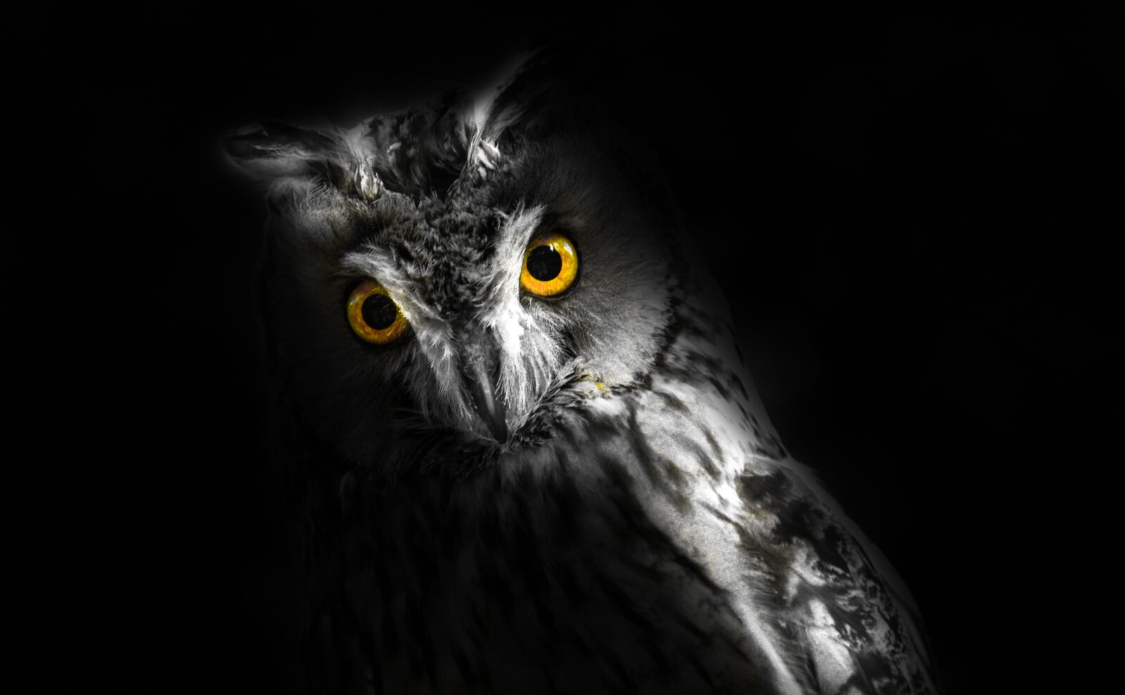 Nikon D610 sample photo. Scary, owl, eyes photography