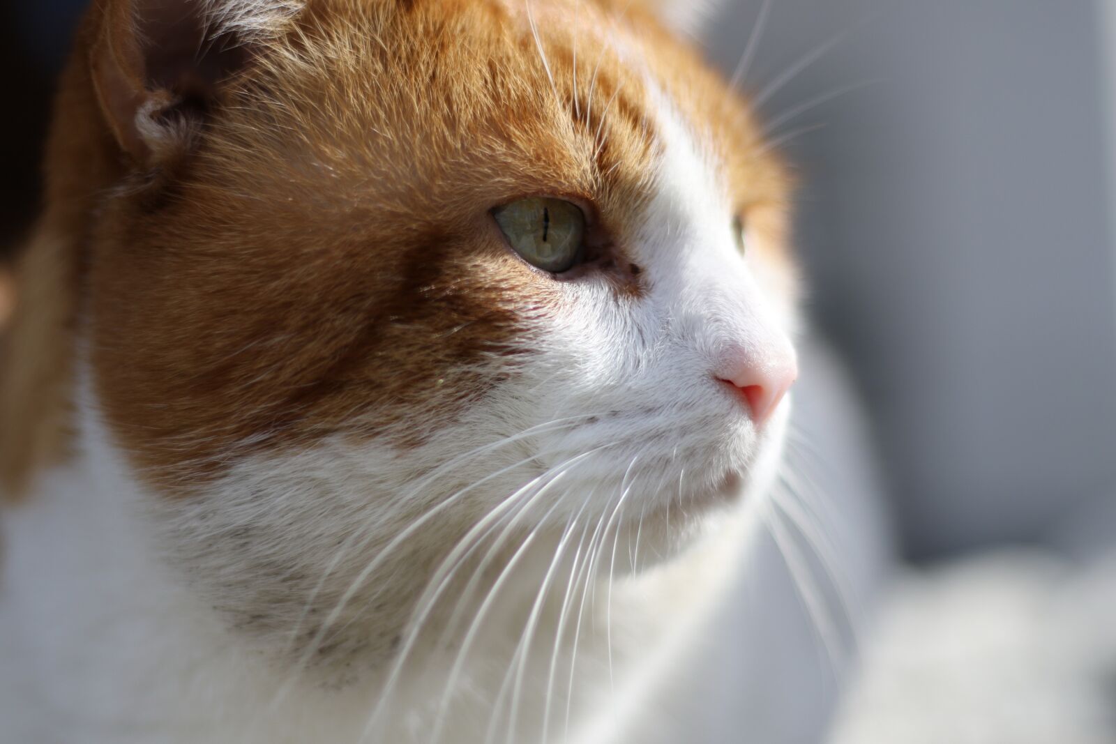 Canon EOS 7D Mark II sample photo. Cat, katze, animal photography