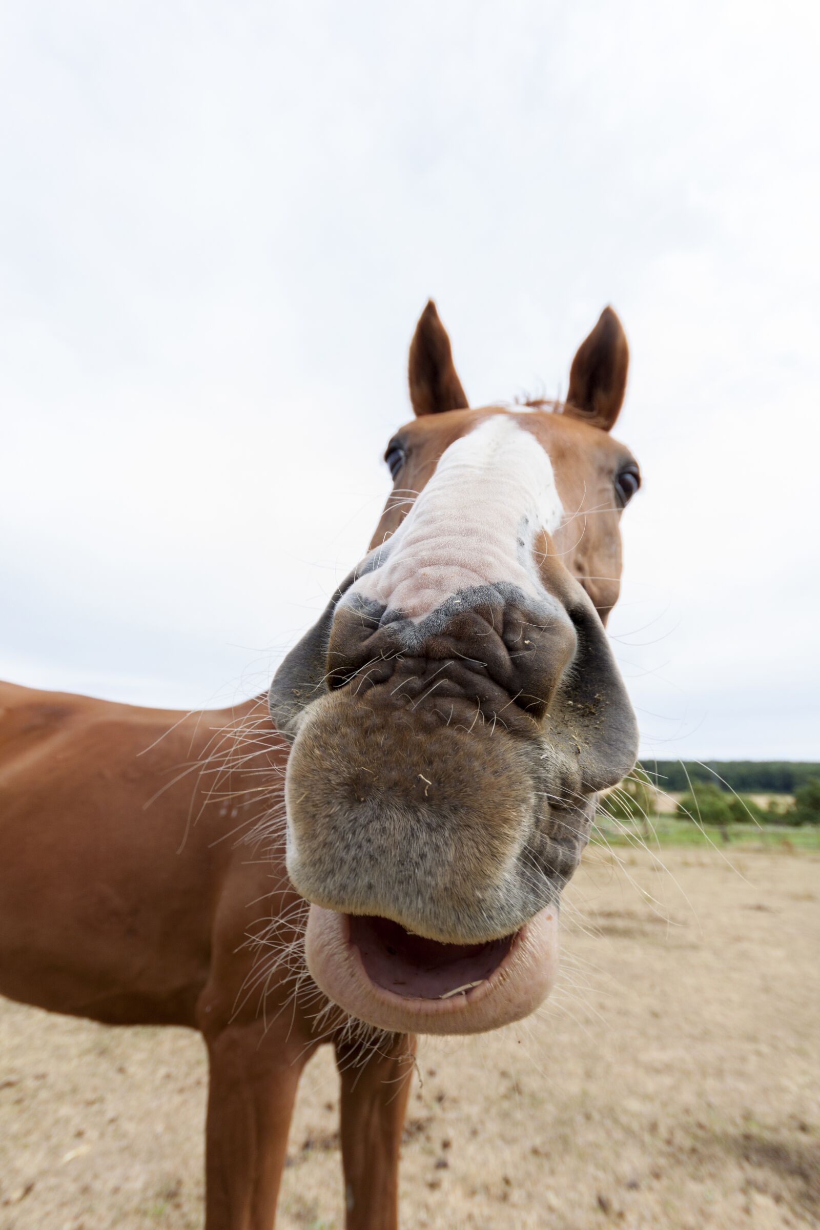 Canon EOS 50D sample photo. Horse, animal, horse head photography