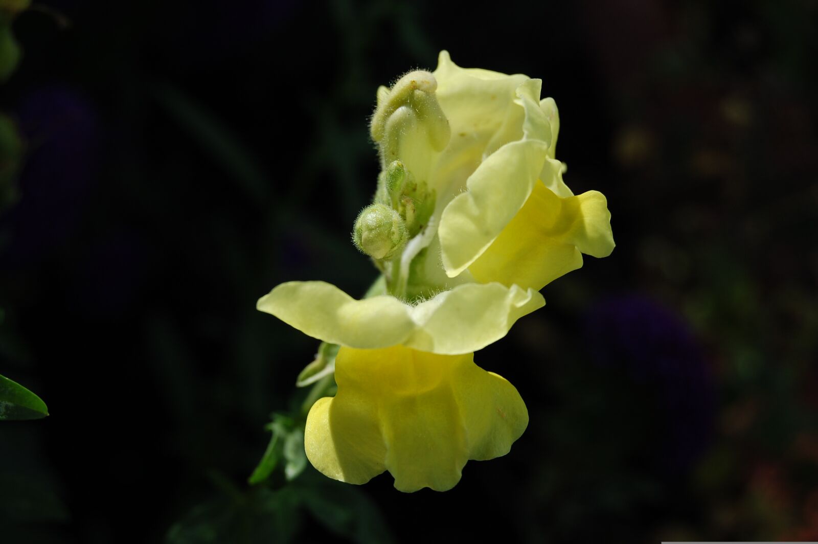 Nikon D40 sample photo. Blüte, sommer, n photography