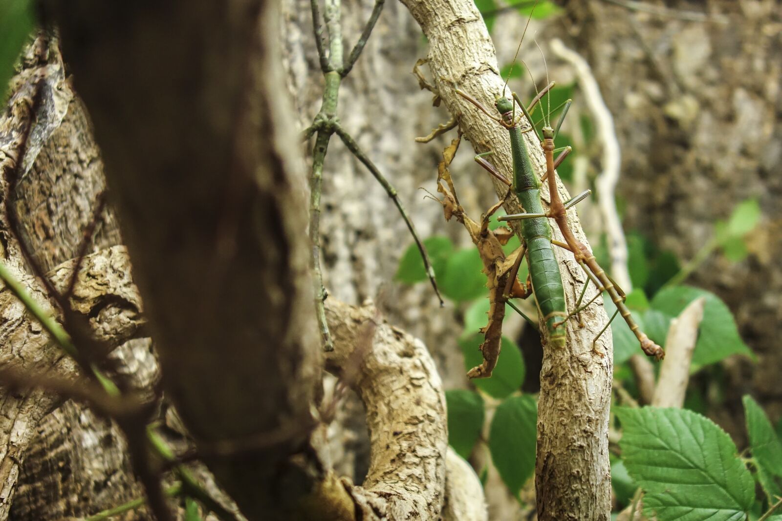 Sony Cyber-shot DSC-RX100 sample photo. Changing leaves, insect, small photography