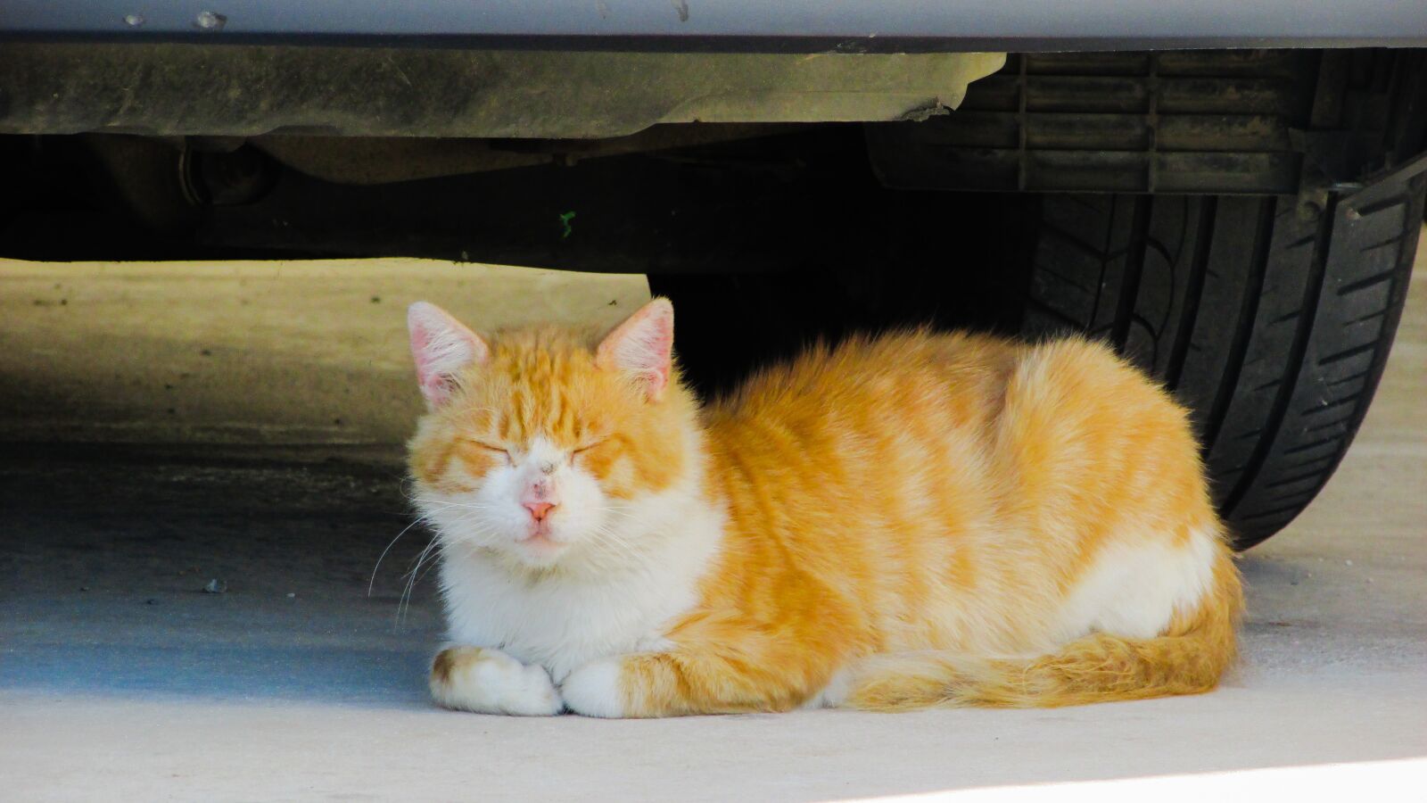 Canon PowerShot SX400 IS sample photo. Cat, stray, siesta photography