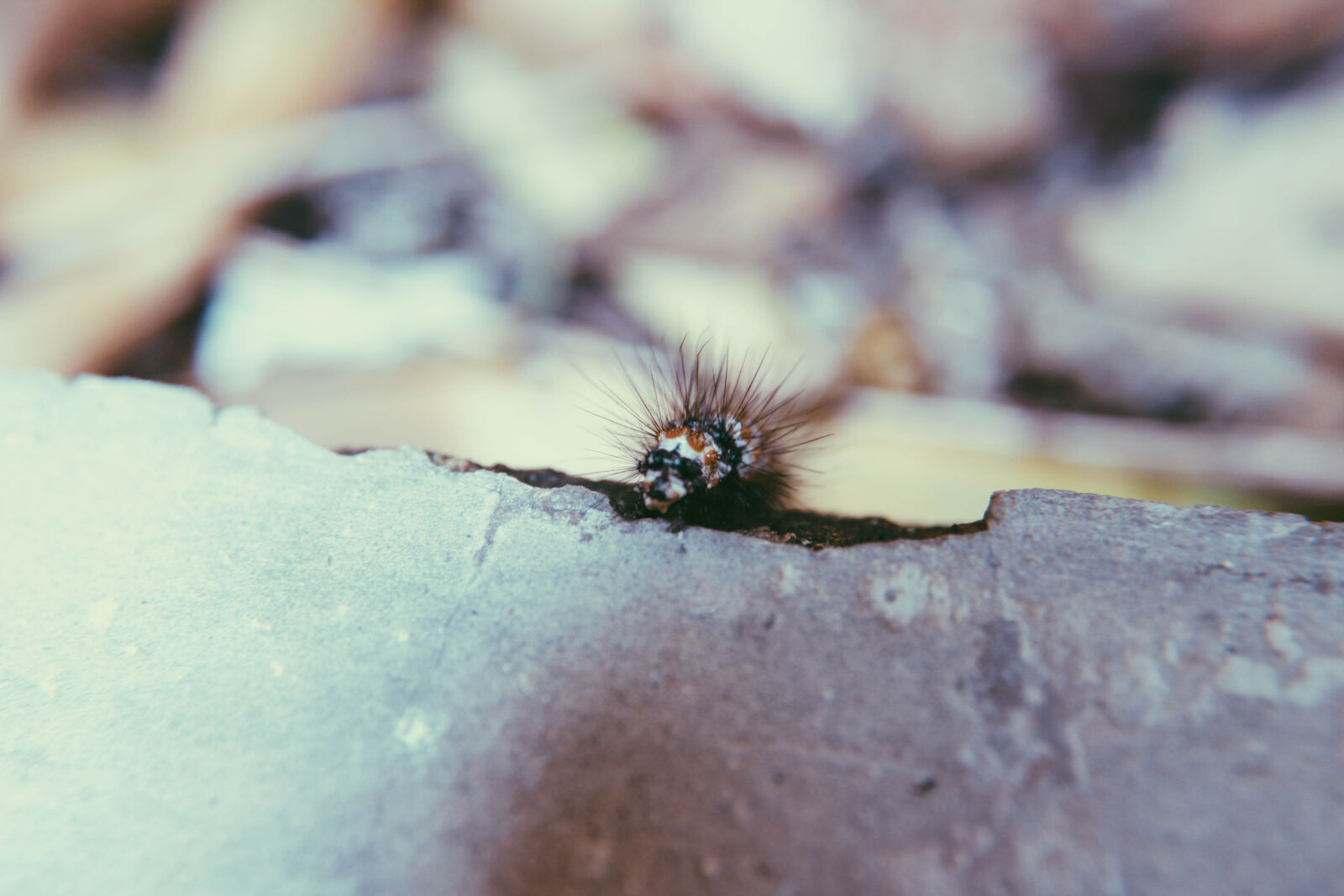 Canon EOS 1300D (EOS Rebel T6 / EOS Kiss X80) sample photo. Bokeh, bugs, bye, goodbye photography