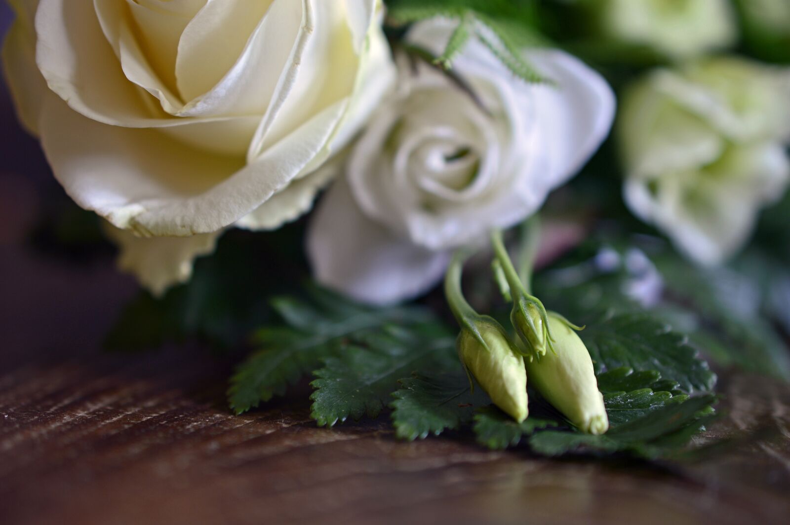Nikon D3200 sample photo. Roses, bud, rose bud photography