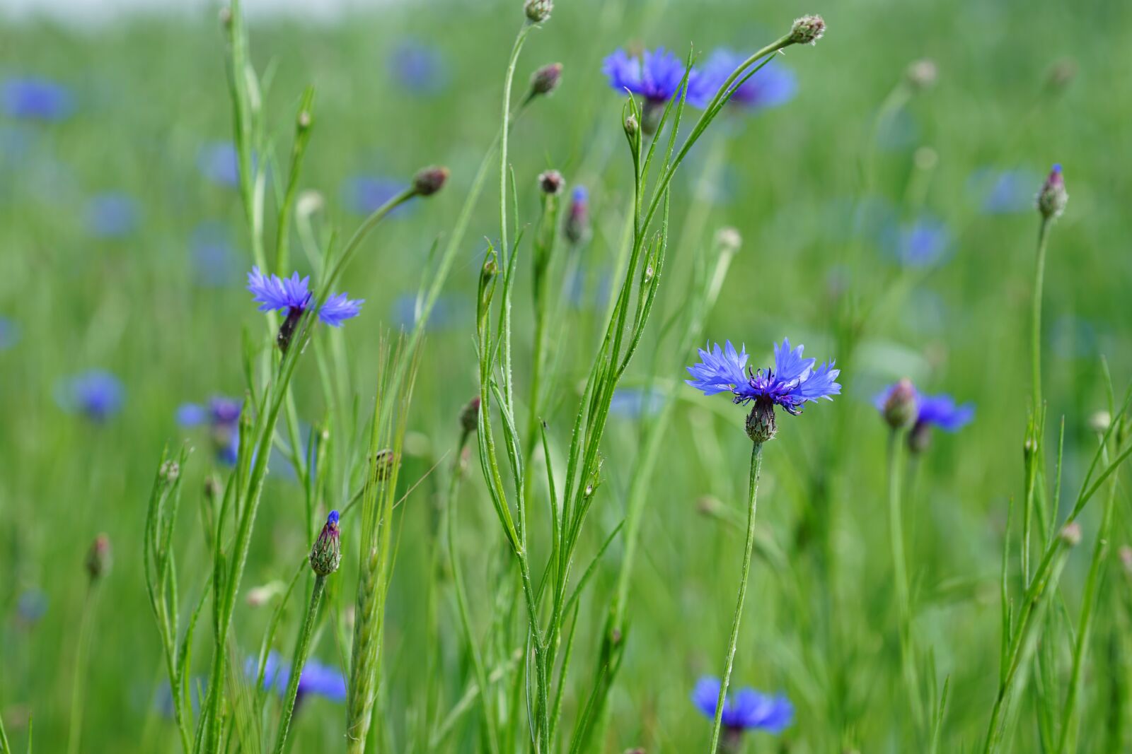 Sony FE 70-200mm F4 G OSS sample photo. Cornflowers, meadow, nature photography
