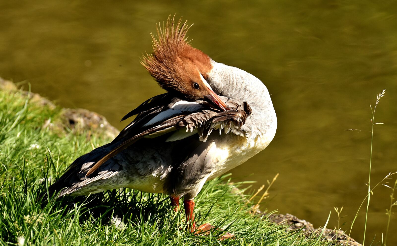 Nikon D7200 sample photo. Merganser, mergus merganser, duck photography