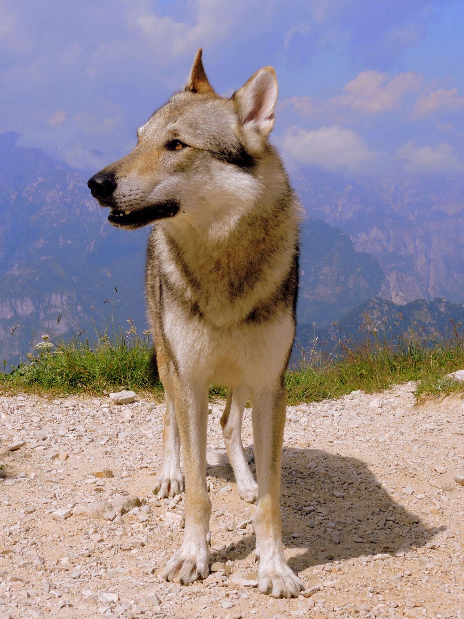 Nikon Coolpix P600 sample photo. Dog, look, mountain photography