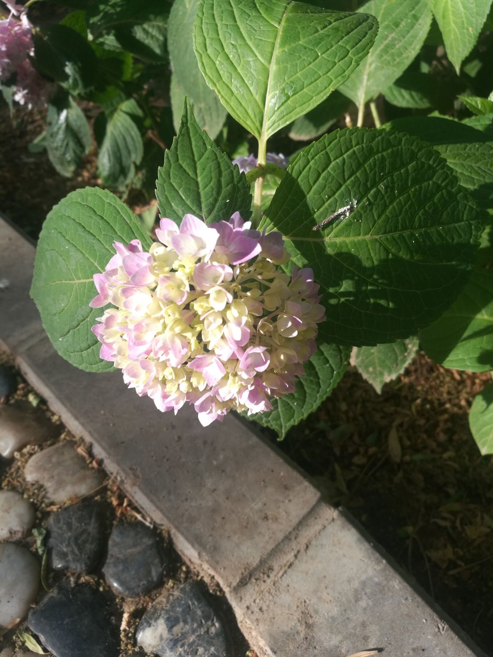 HUAWEI Honor 8 sample photo. Hydrangea, plant, flower photography