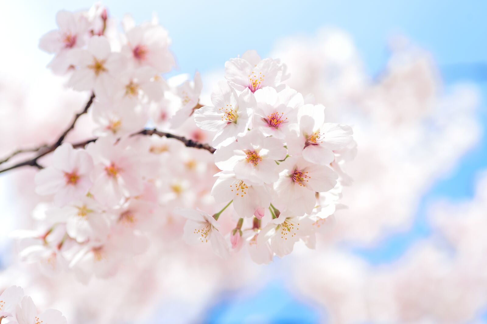 Nikon Df sample photo. Japan, landscape, spring photography
