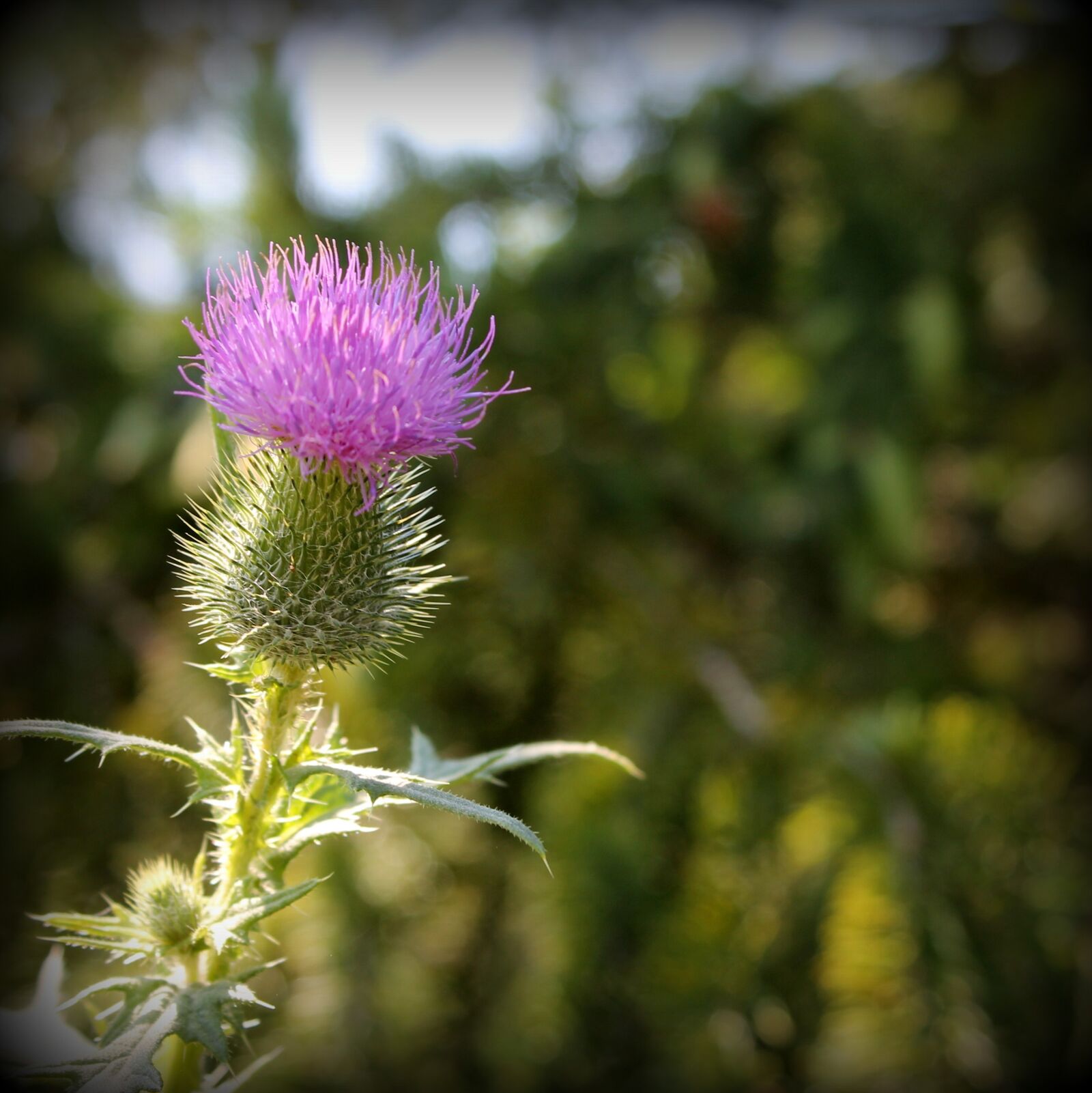 Canon EOS 1100D (EOS Rebel T3 / EOS Kiss X50) sample photo. Thistle, weed, purple photography