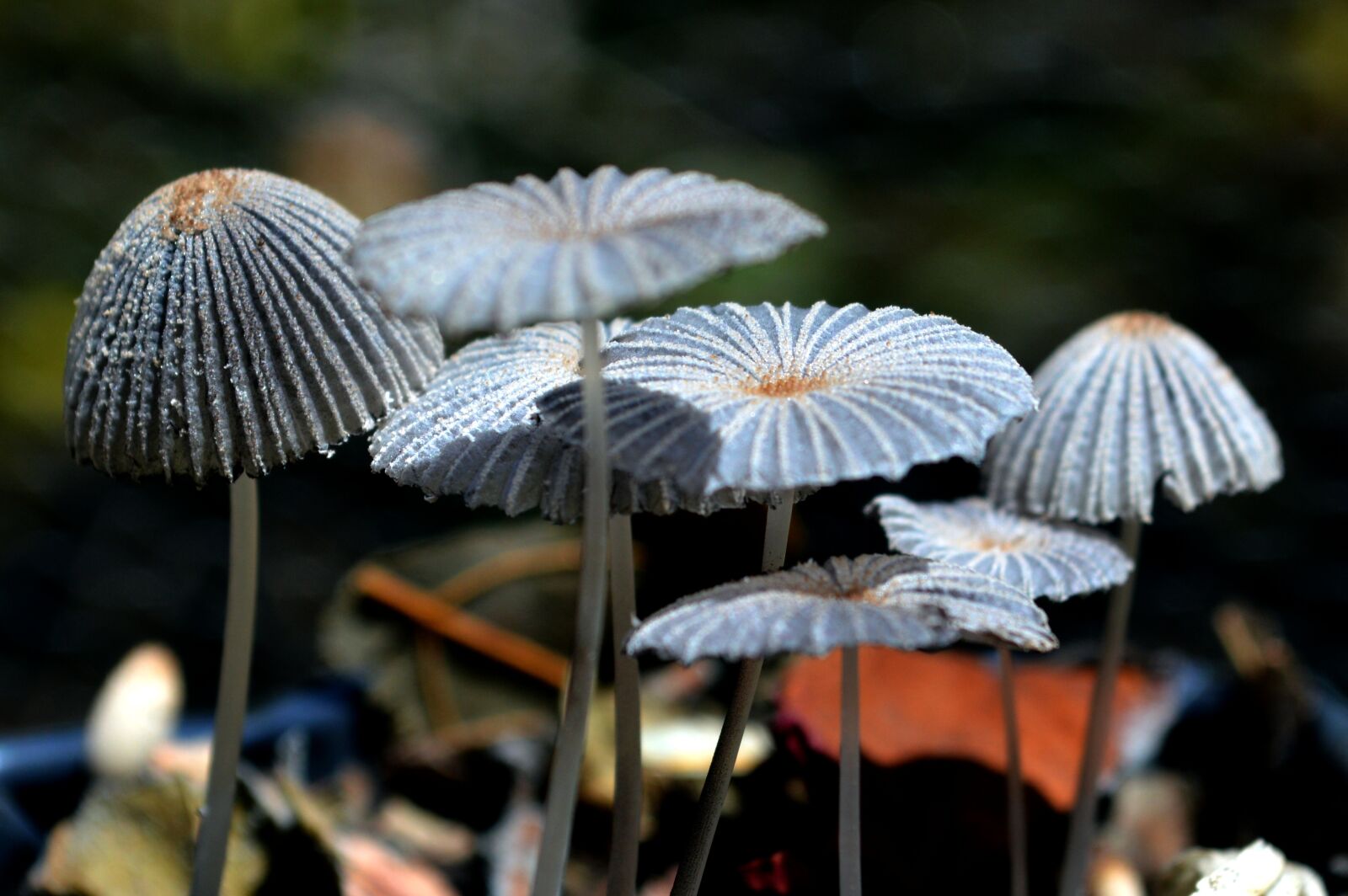 Nikon D3200 sample photo. Fungi, mushrooms, nature photography