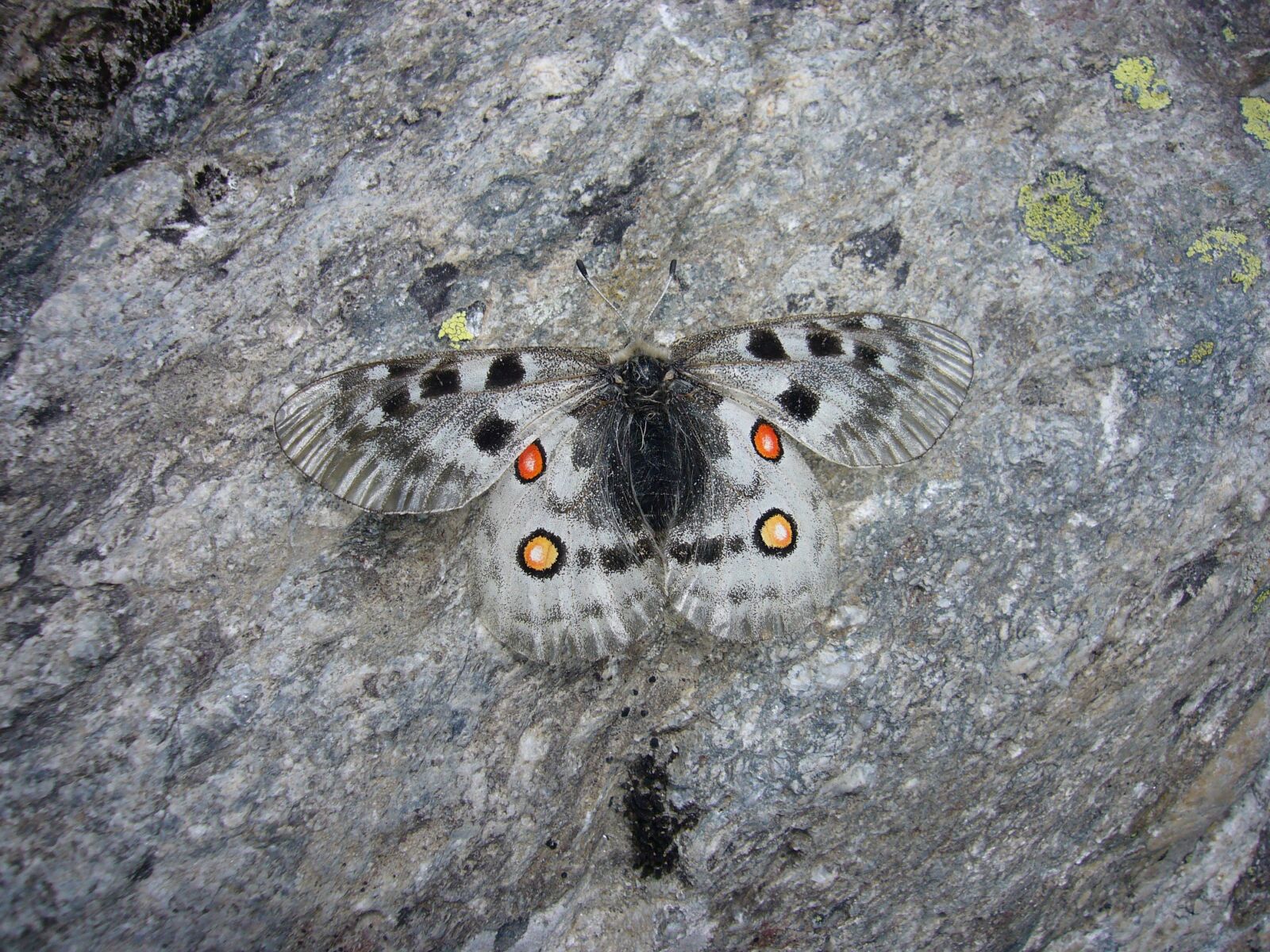 Panasonic DMC-FX01 sample photo. Butterfly, apollo photography