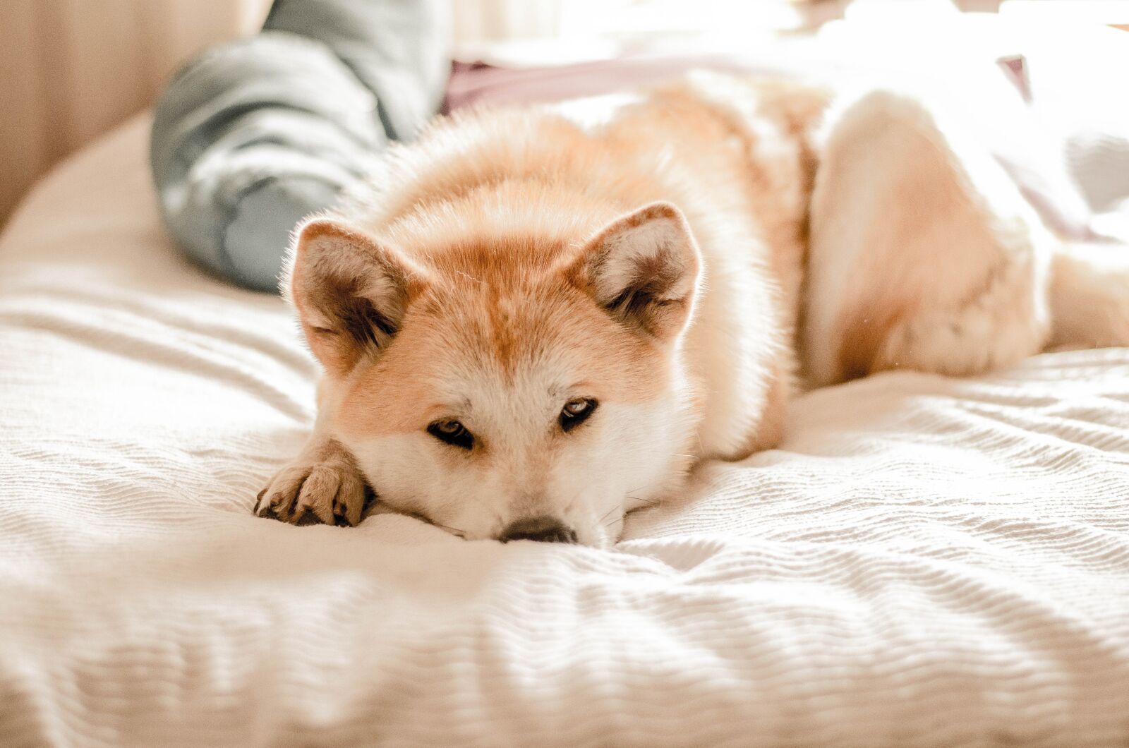 Nikon D5100 sample photo. Dog, akitainu, pet photography