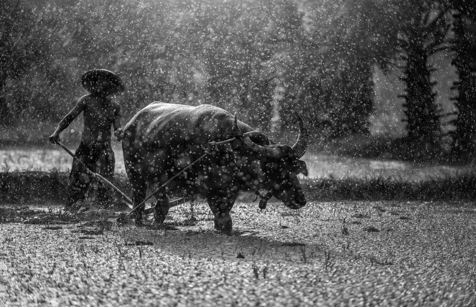 Nikon D810 sample photo. Buffalo, farmer, cultivating photography