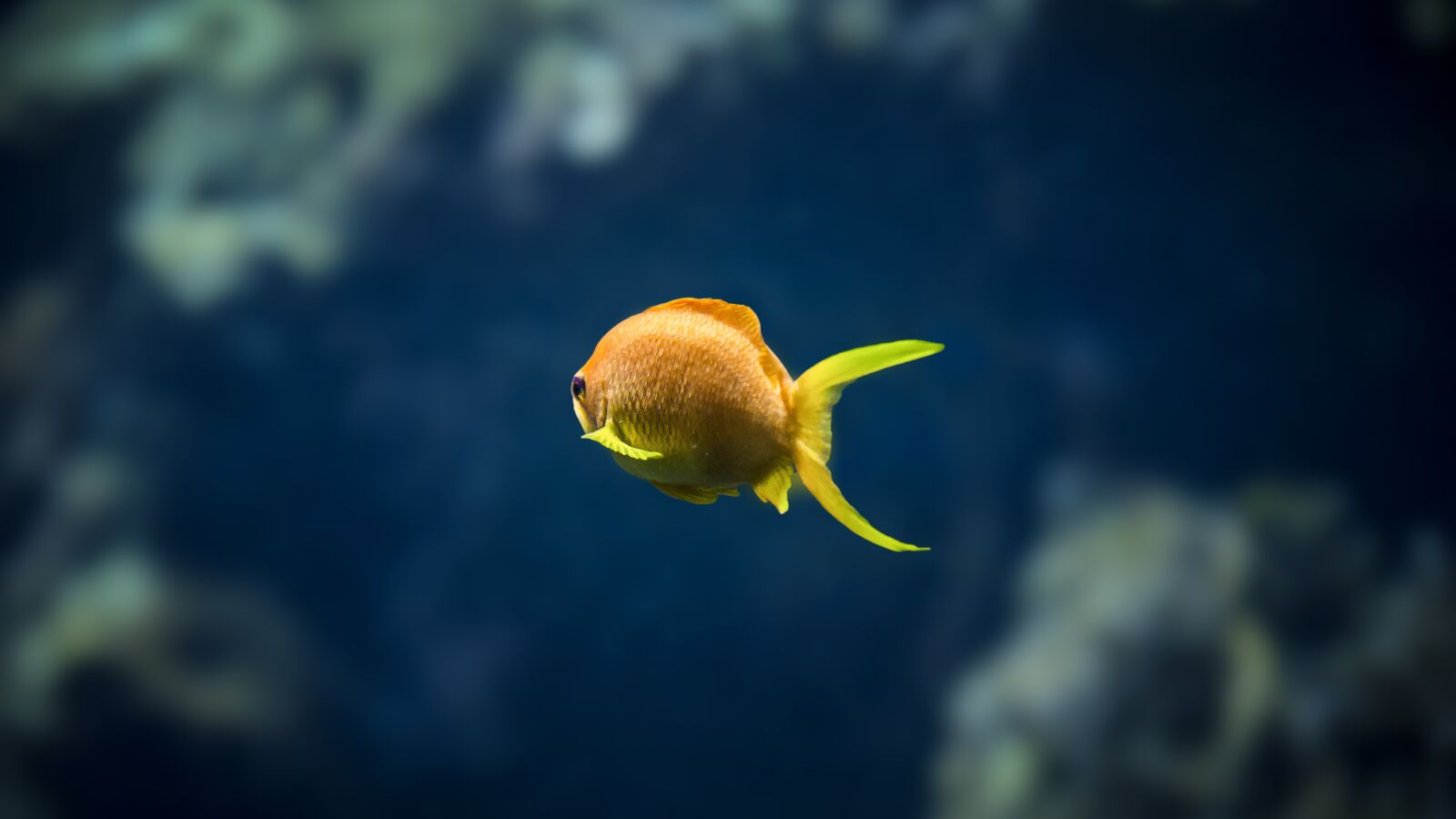 Nikon D5100 sample photo. Underwater, nature, animal world photography