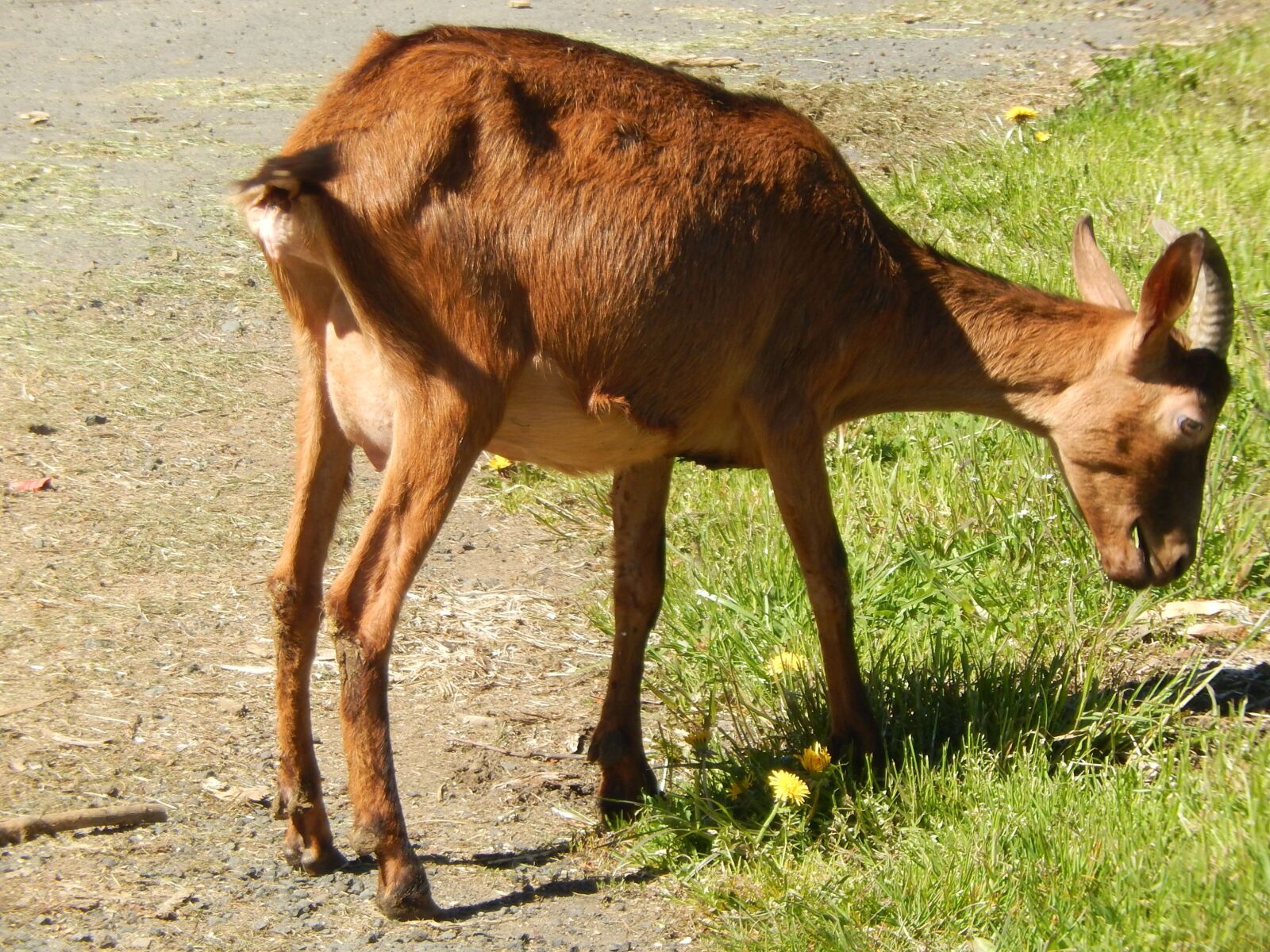 Nikon Coolpix S9500 sample photo. Goat, field, nature photography