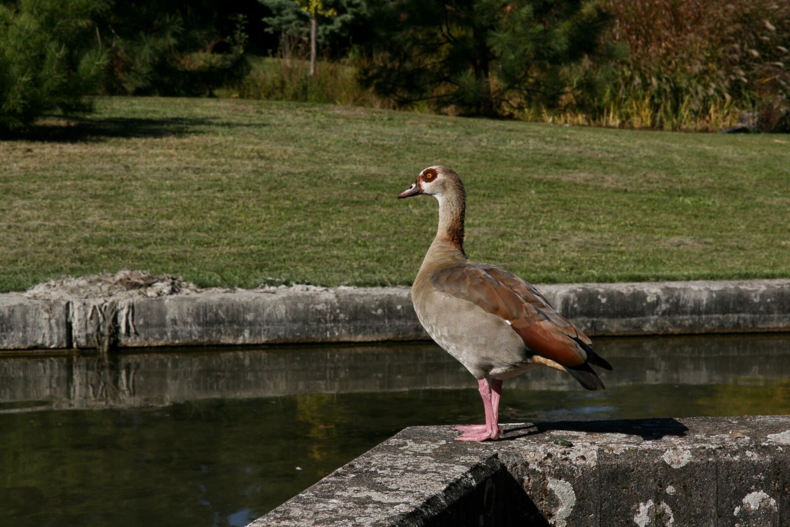 Canon EOS 400D (EOS Digital Rebel XTi / EOS Kiss Digital X) sample photo. Water bird, goose, nilgans photography