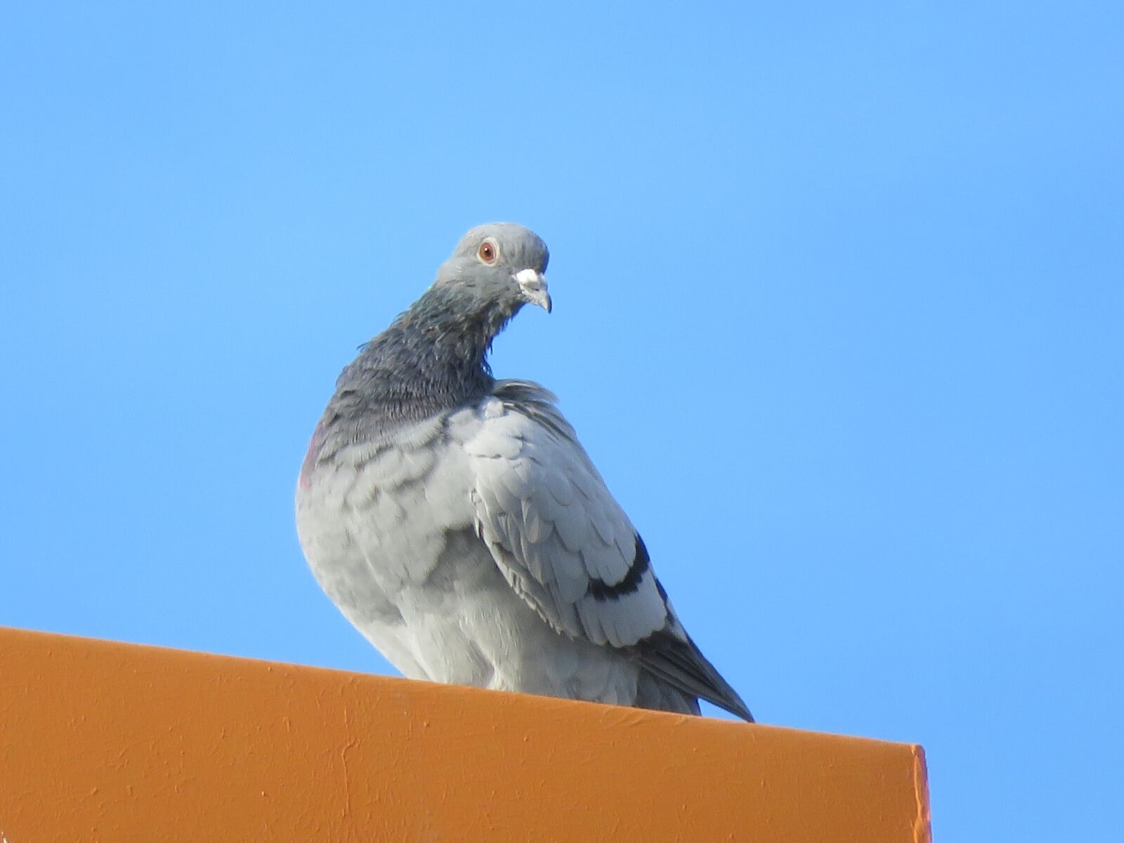Canon PowerShot SX730 HS sample photo. Pigeon, nature, animals photography