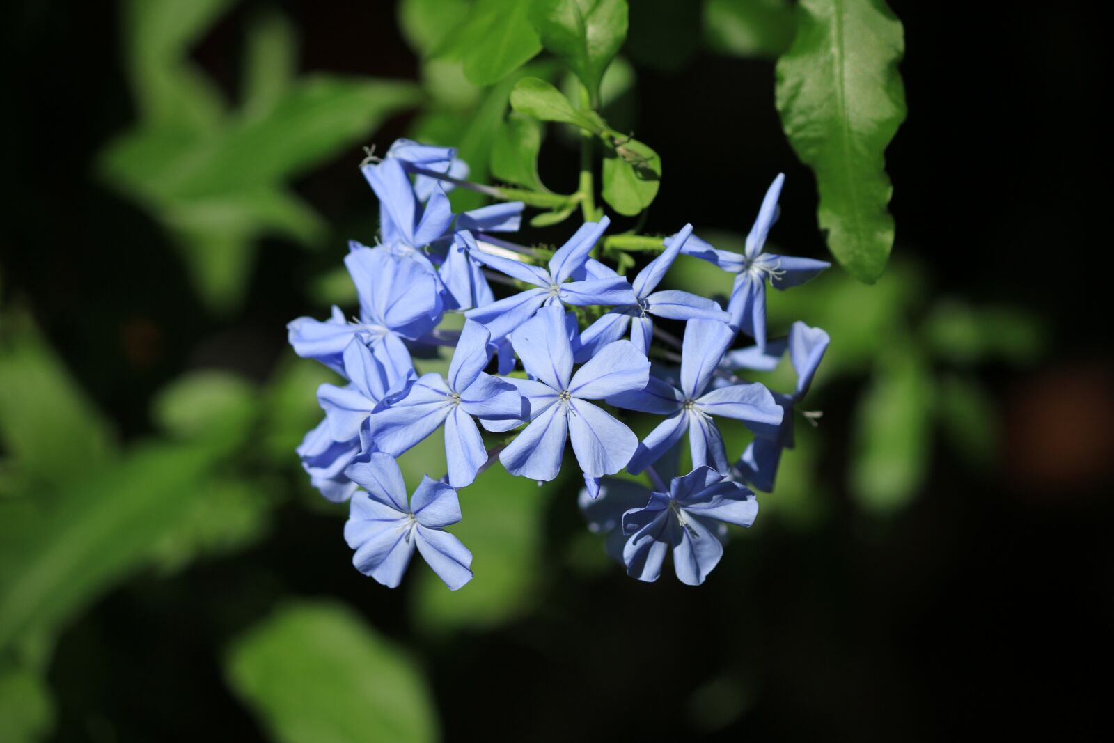 Canon EF-S 55-250mm F4-5.6 IS II sample photo. Plumbago, creeper, blue flower photography