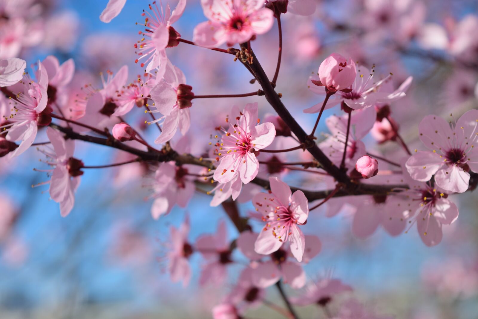 Nikon D5300 sample photo. Flowers, pesco, rosa photography