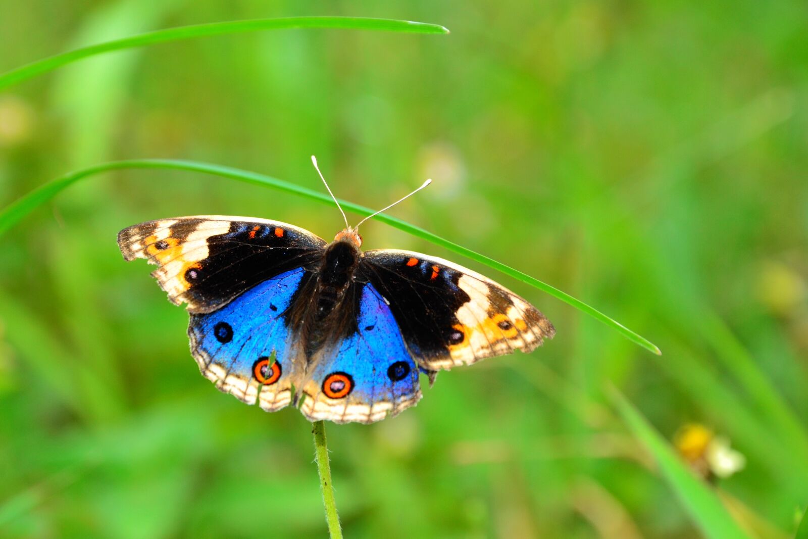 Nikon D3100 sample photo. Butterfly, kupu-kupu, wildlife photography
