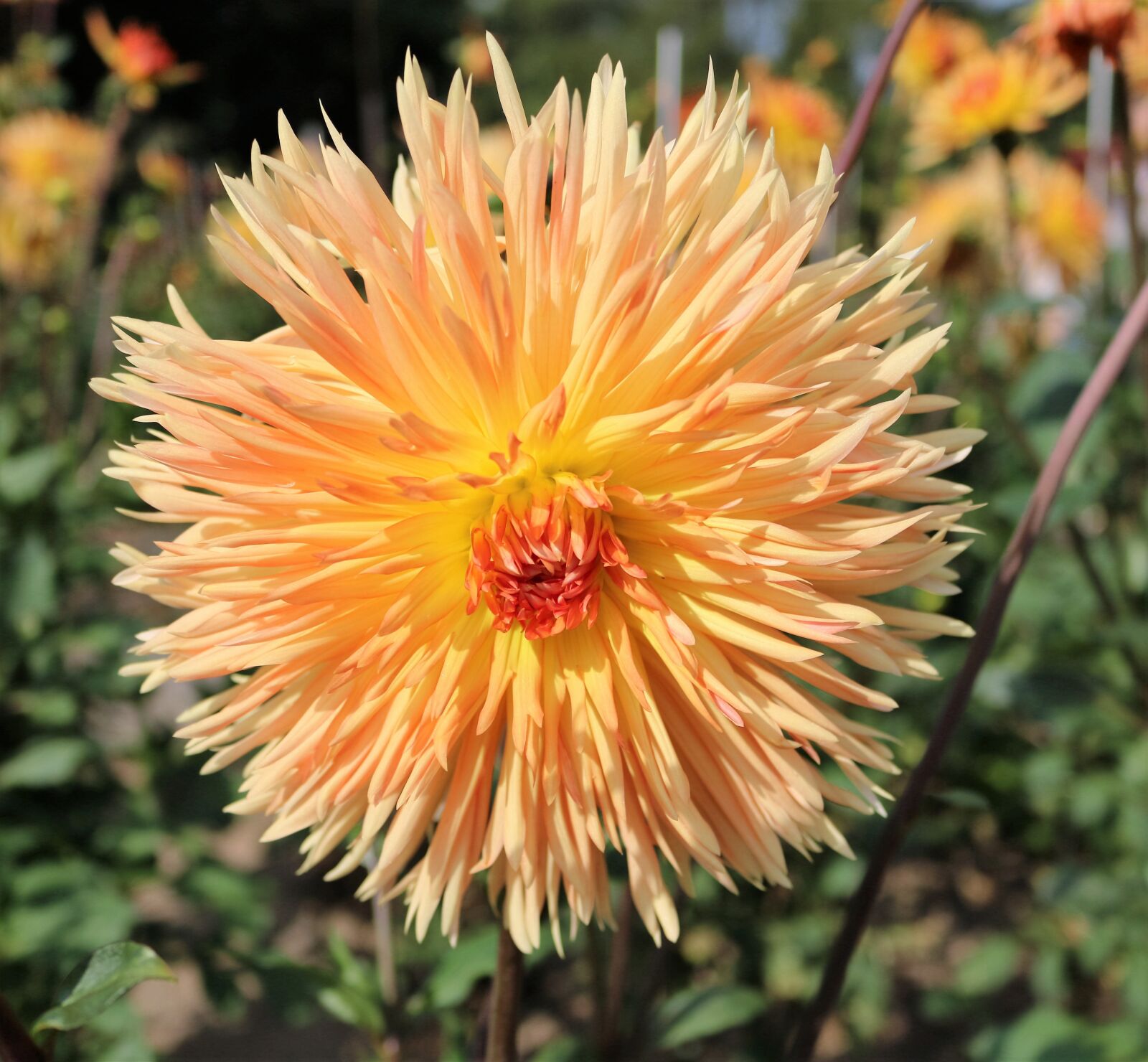 Canon EOS 750D (EOS Rebel T6i / EOS Kiss X8i) sample photo. Chrysanthemum, summer, krupnyj plan photography