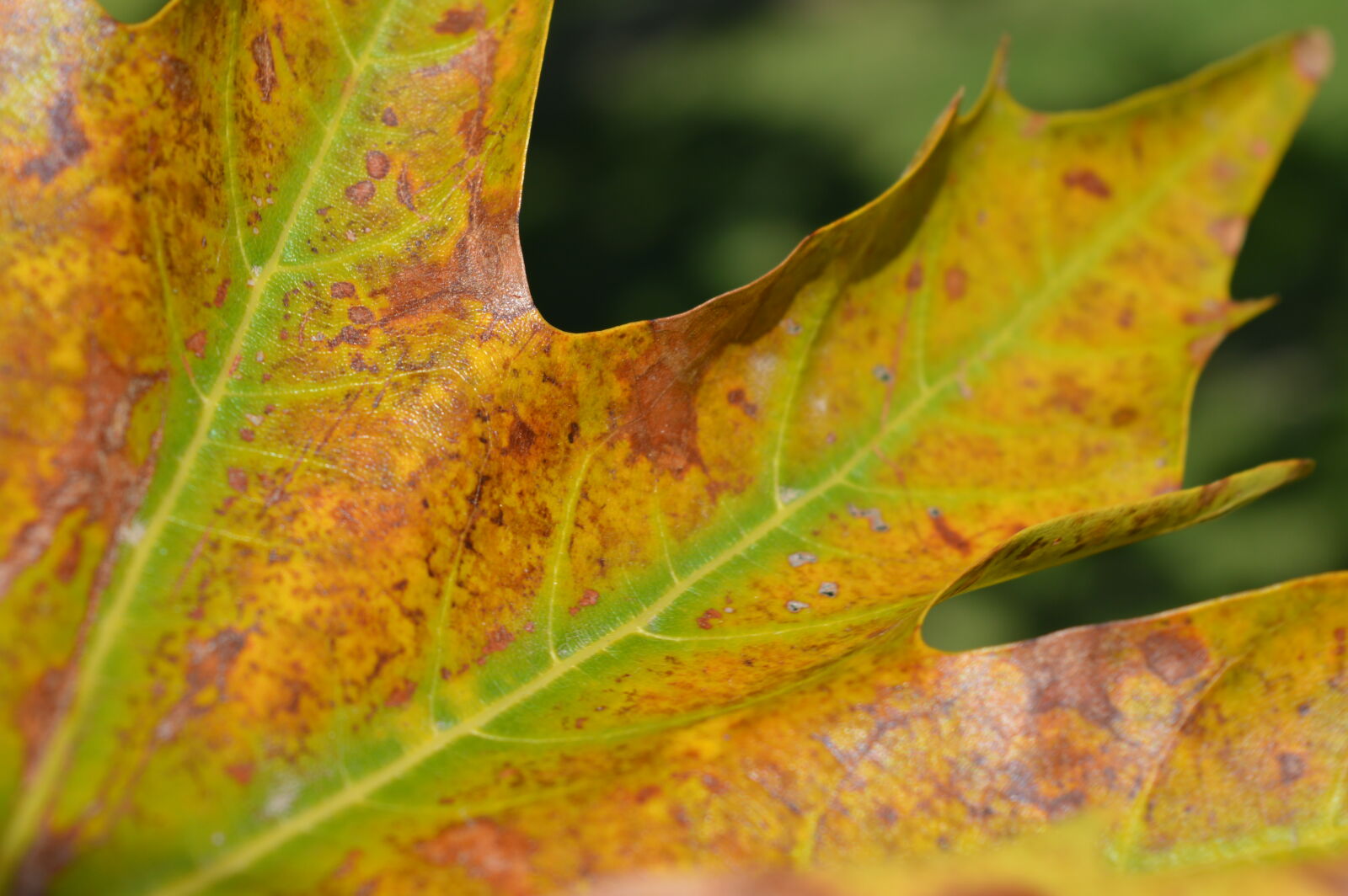 Nikon D3200 sample photo. Leaves, patterns photography