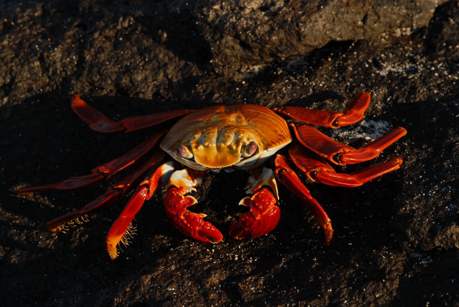 Nikon D200 sample photo. Crab, sally lightfoot, ocean photography