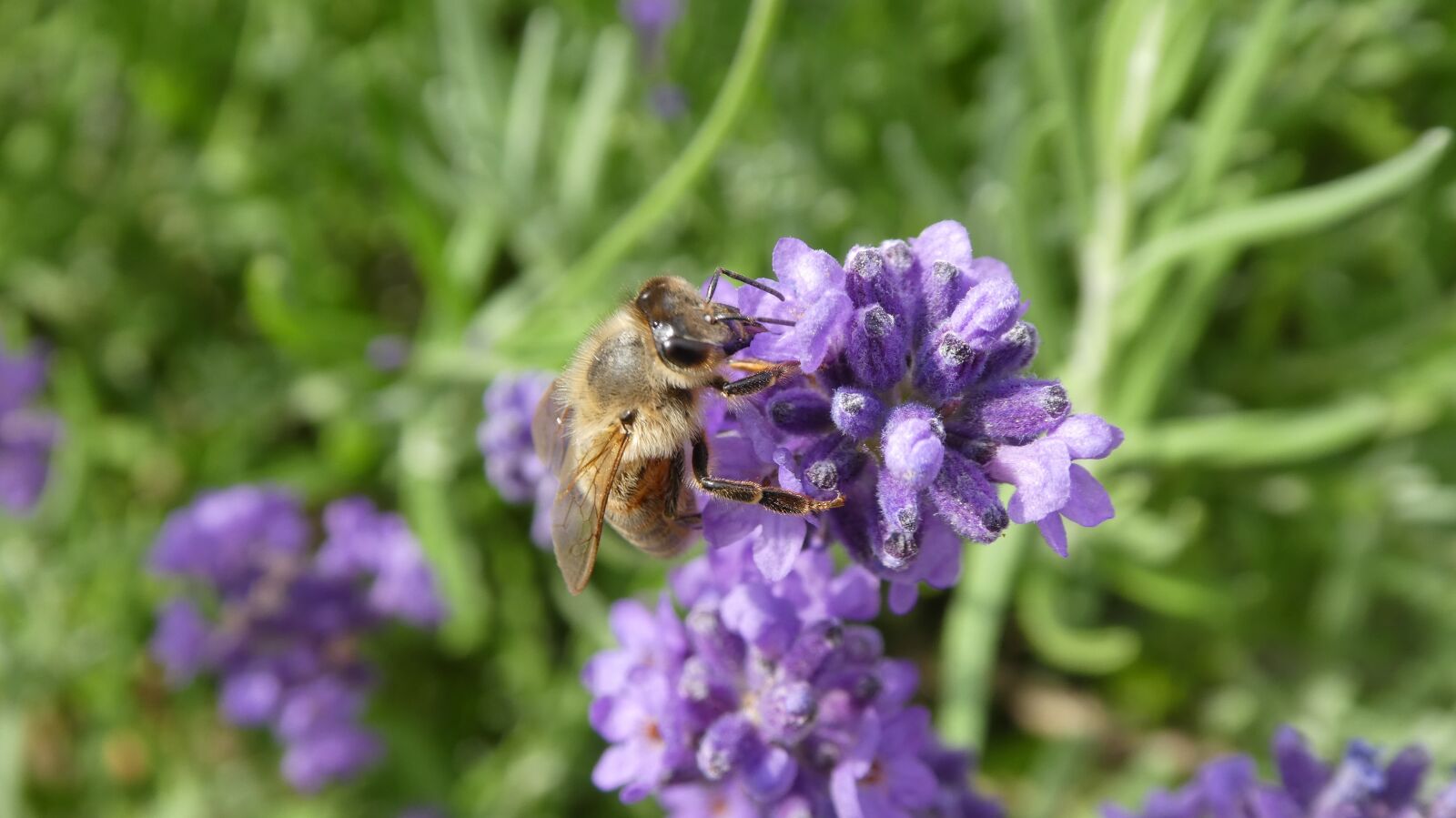 Panasonic DMC-TZ81 sample photo. Bee, insect, lavender photography