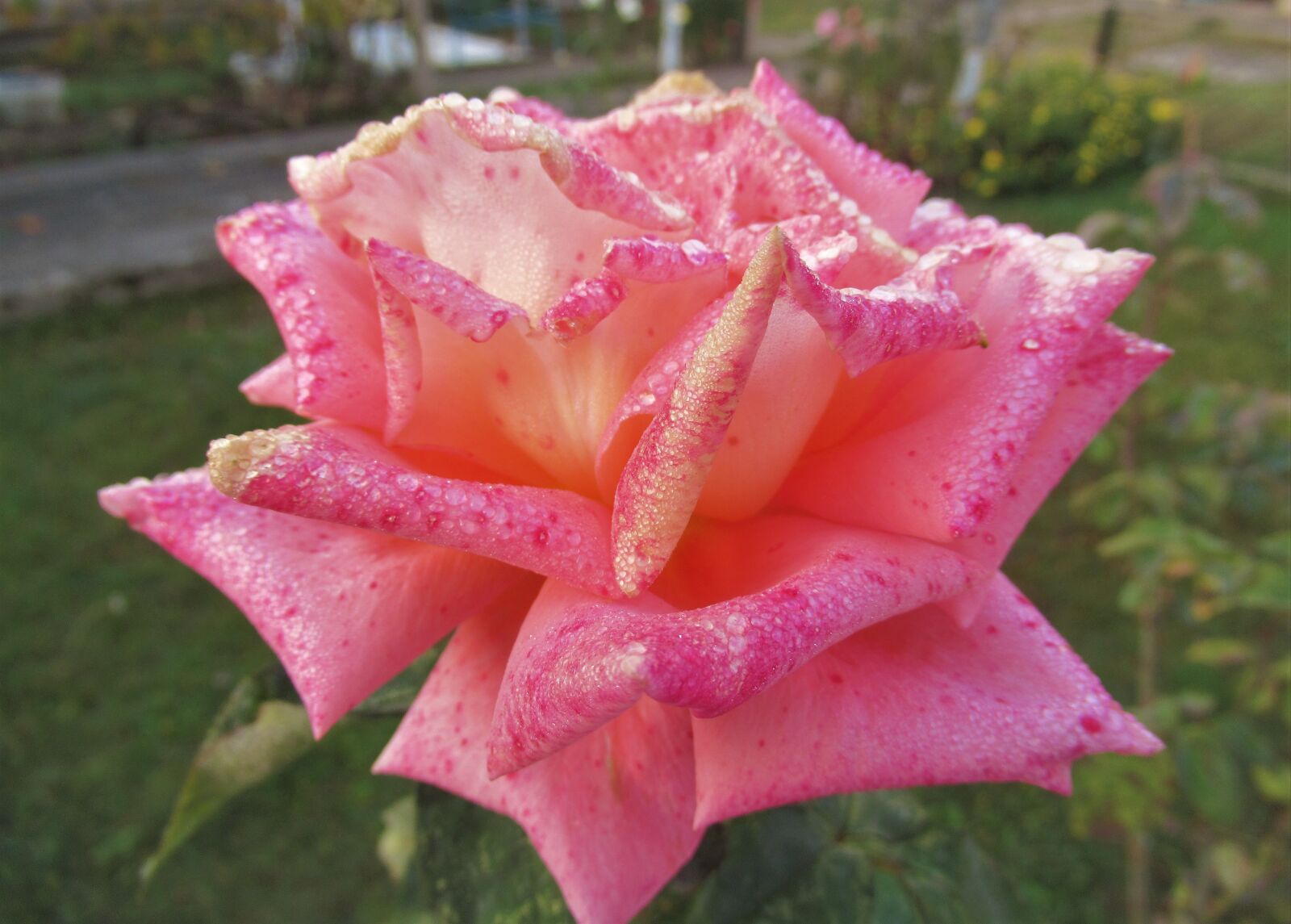 Canon PowerShot SX620 HS sample photo. Dew, in the morning photography